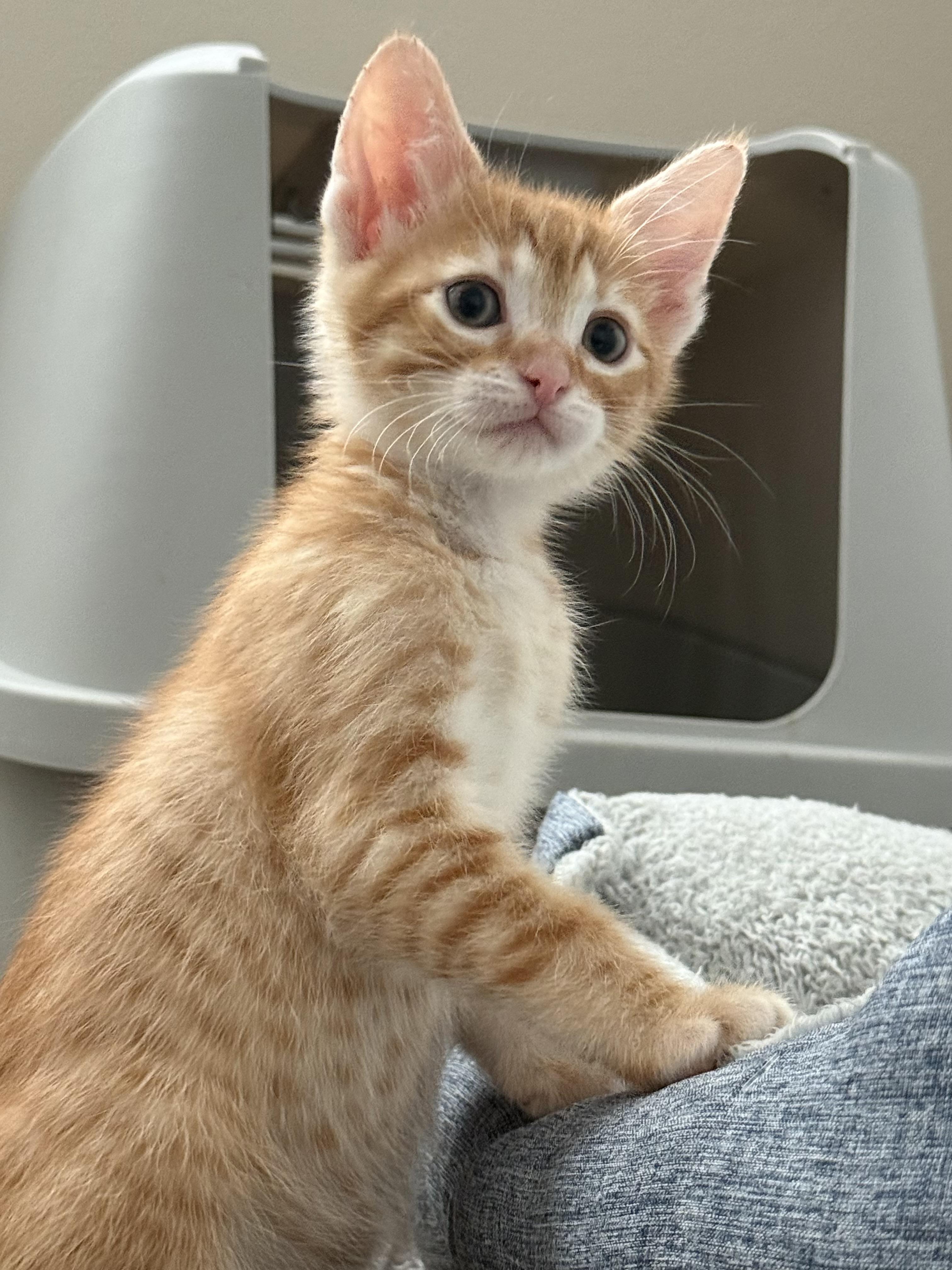 Butterscotch , an adopted Domestic Short Hair in Bonney Lake, WA image 1/6
