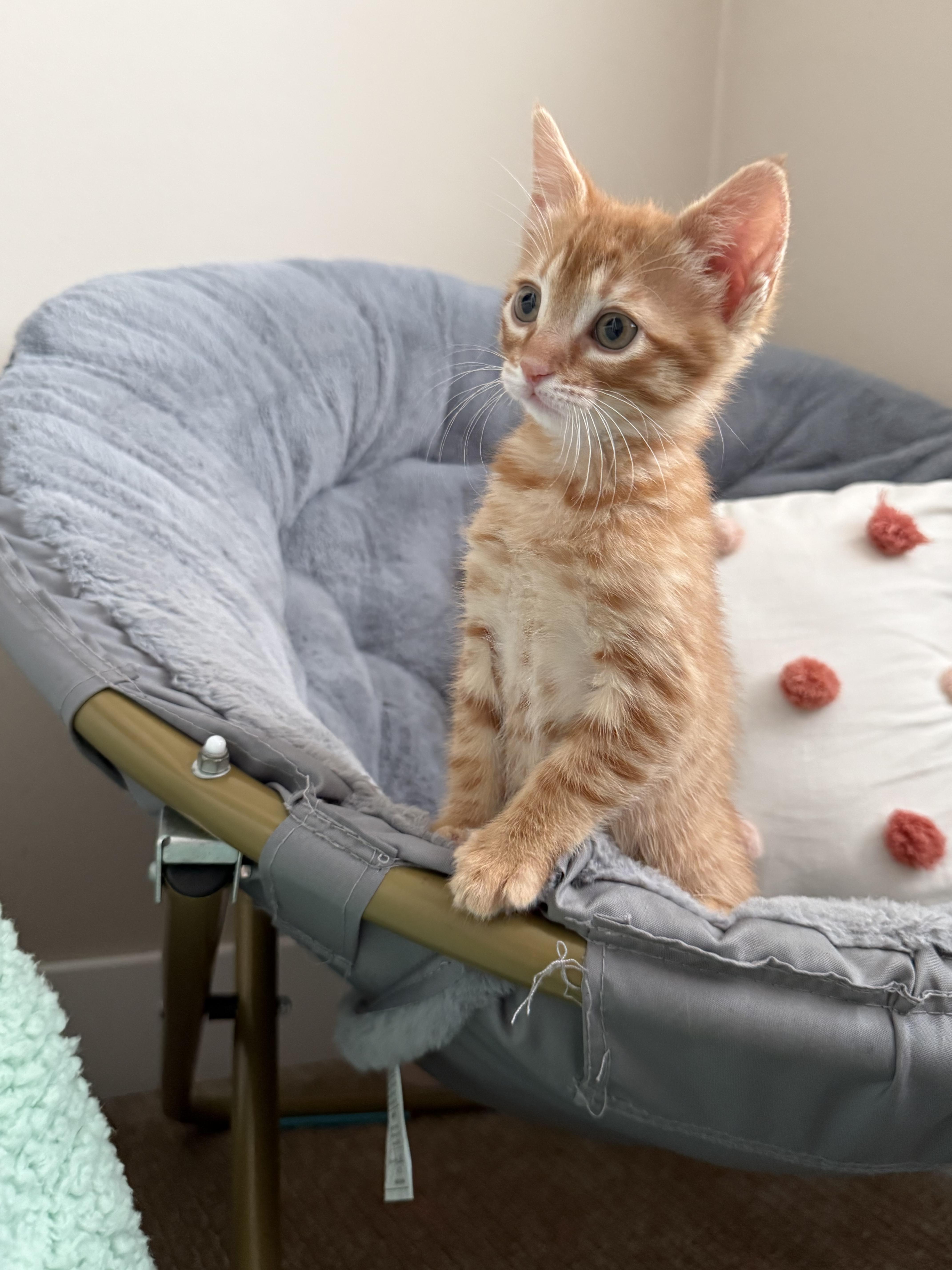 Butterscotch , an adopted Domestic Short Hair in Bonney Lake, WA image 6/6