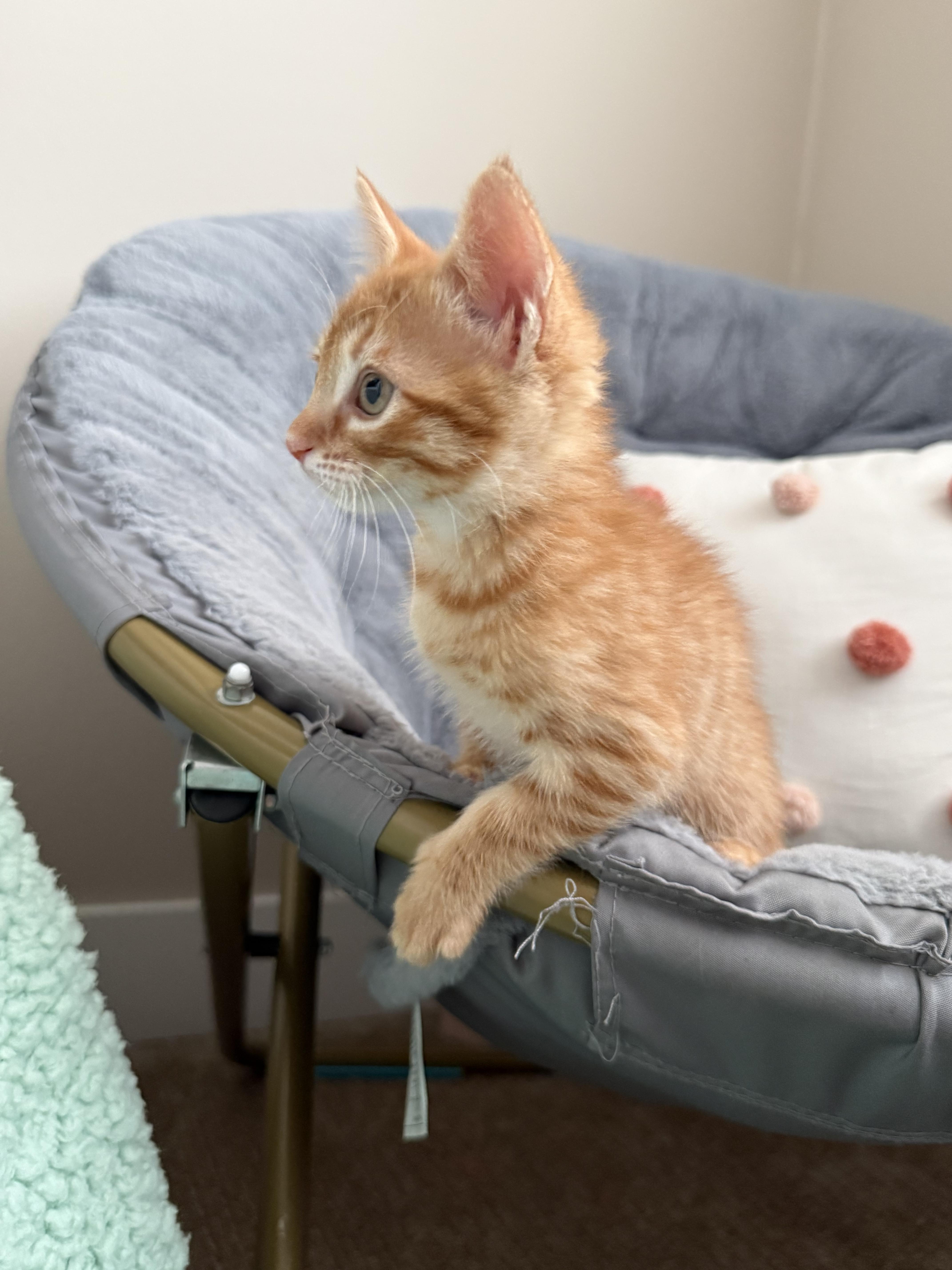 Butterscotch , an adopted Domestic Short Hair in Bonney Lake, WA image 3/6