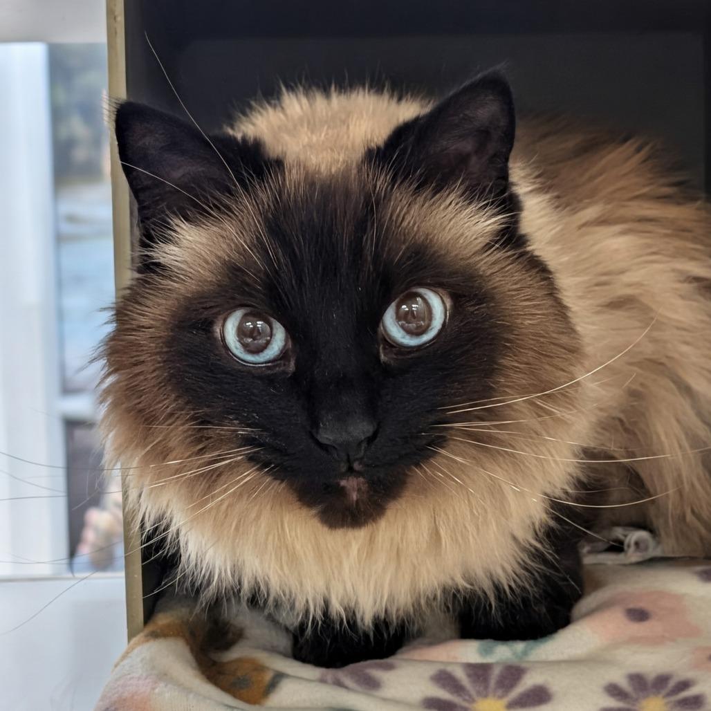 Sophie — thumbnail 2