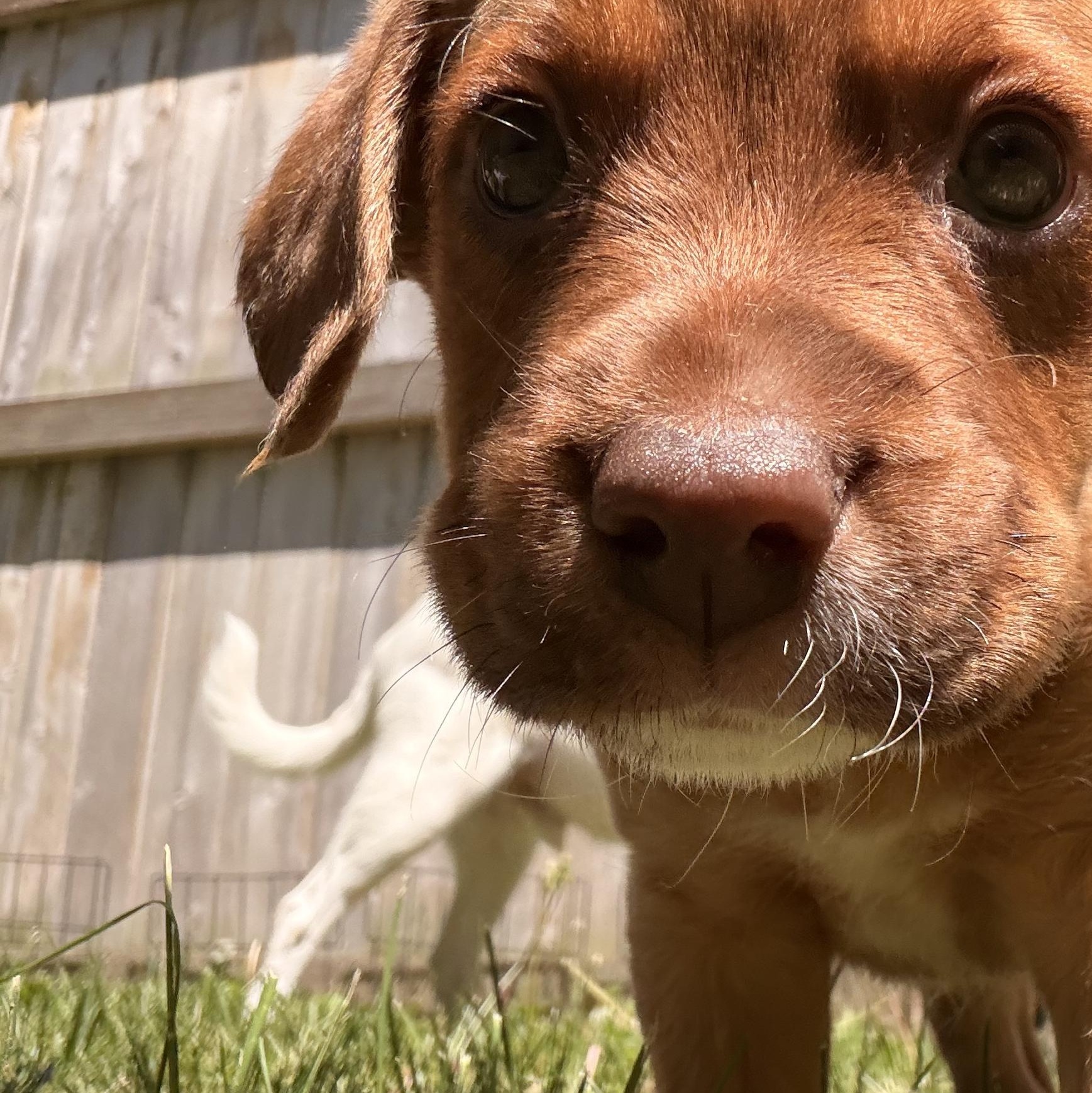 Enlarge Zeus, a ADOPTABLE mixed breed in Byron, IL image 5/6
