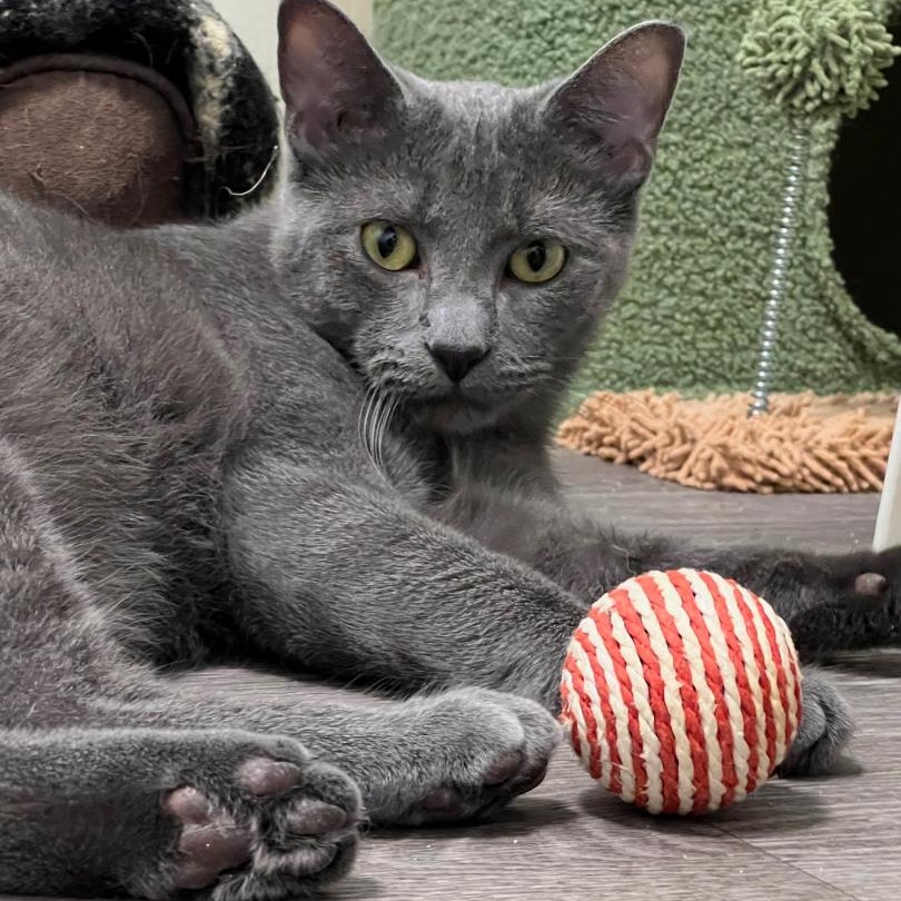 Francis, Young Male Domestic Short Hair