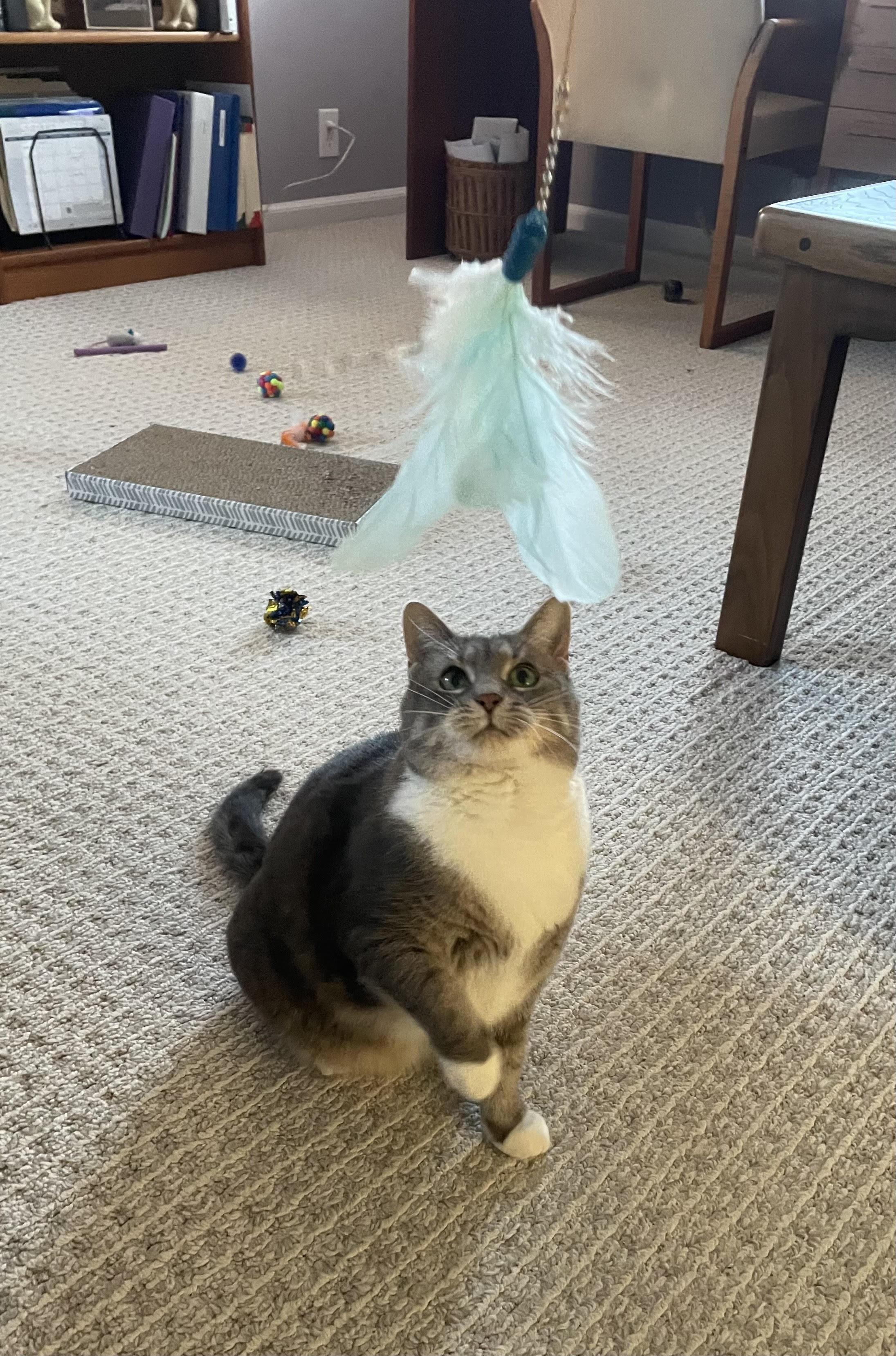 Enlarge Lucy, a Adoptable Domestic Short Hair in Pontiac, MI image 3/3