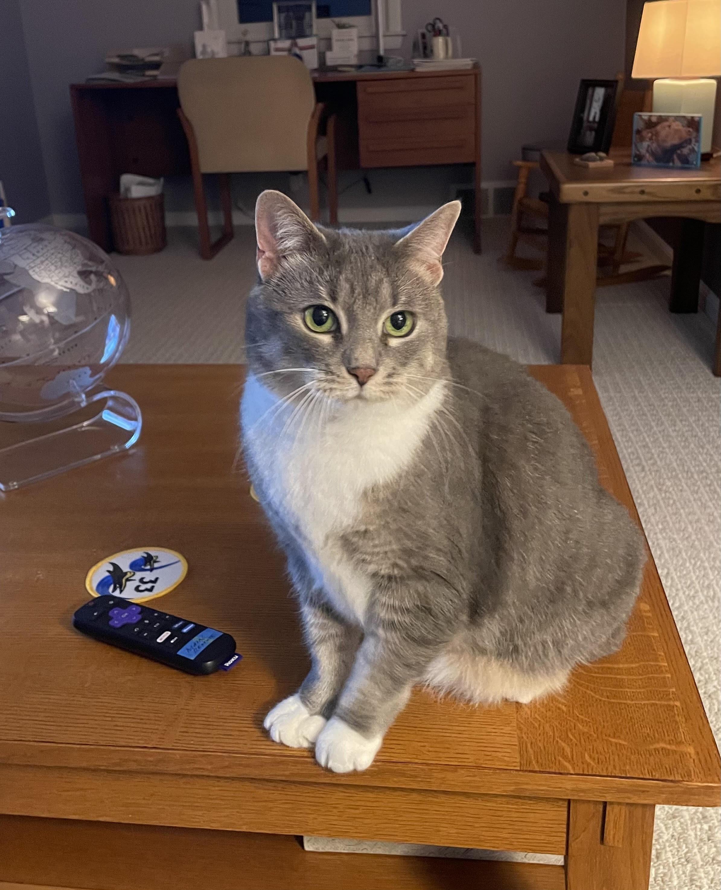 Enlarge Lucy, a Adoptable Domestic Short Hair in Pontiac, MI image 2/3