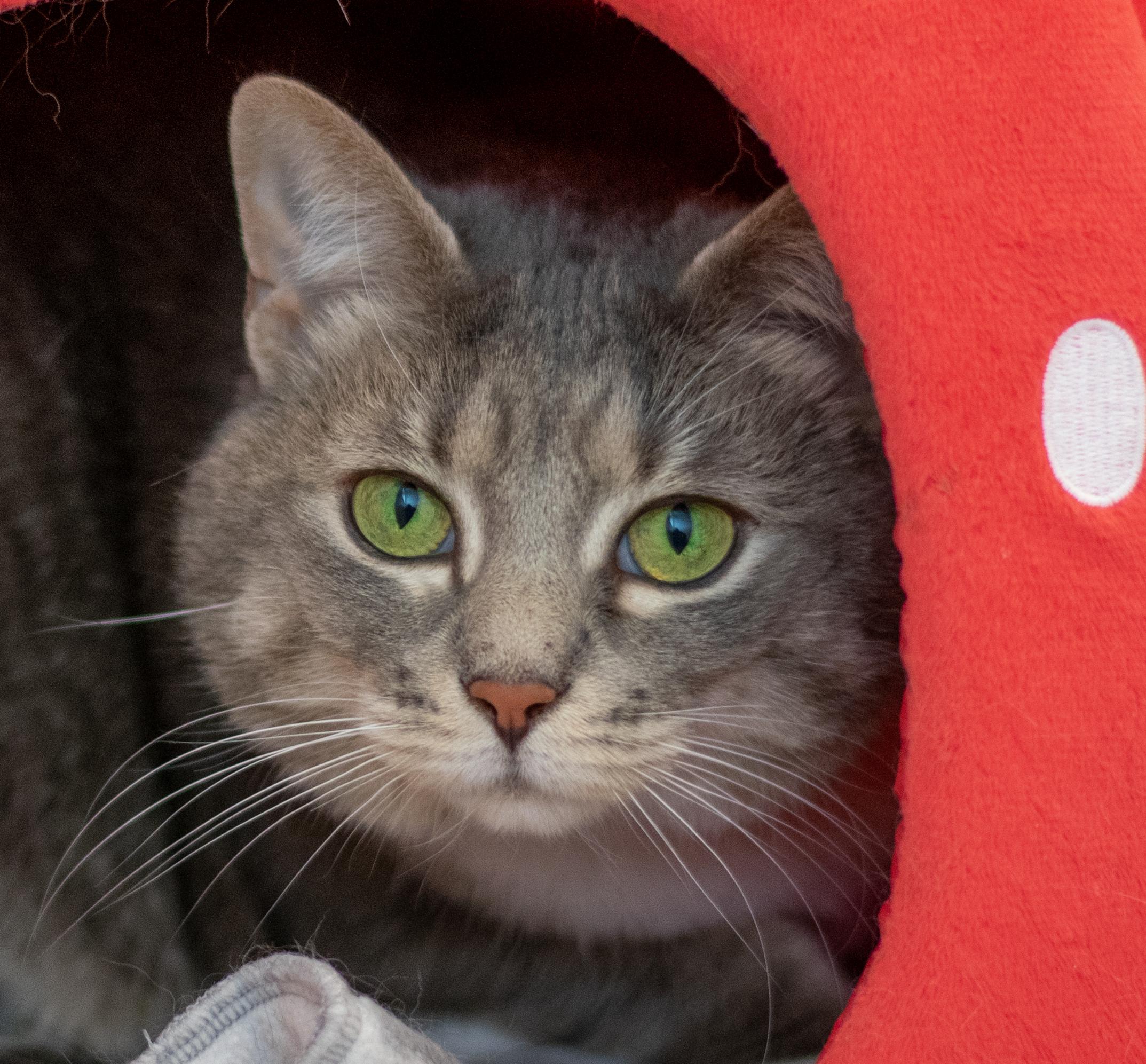 Enlarge Lucy, a Adoptable Domestic Short Hair in Pontiac, MI image 1/1
