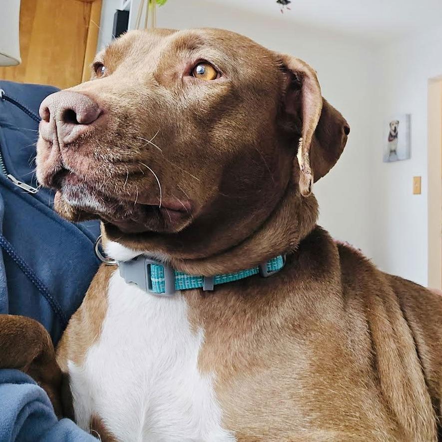 Maris D10268, Adoptable, Adult Female Pit Bull Terrier & Labrador Retriever.