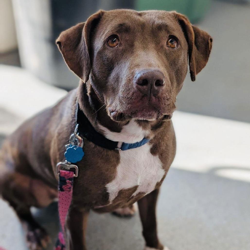 Enlarge Maris D10268, a Adoptable mixed breed in Princeton, MN image 2/6