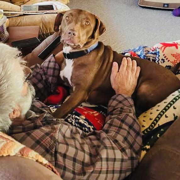 Enlarge Maris D10268, a Adoptable mixed breed in Princeton, MN image 3/6