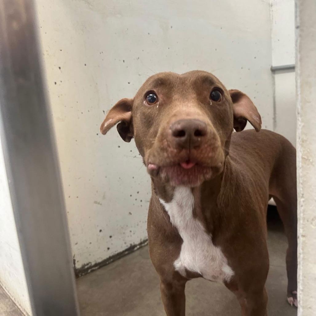 Enlarge Maris D10268, a Adoptable mixed breed in Princeton, MN image 4/6