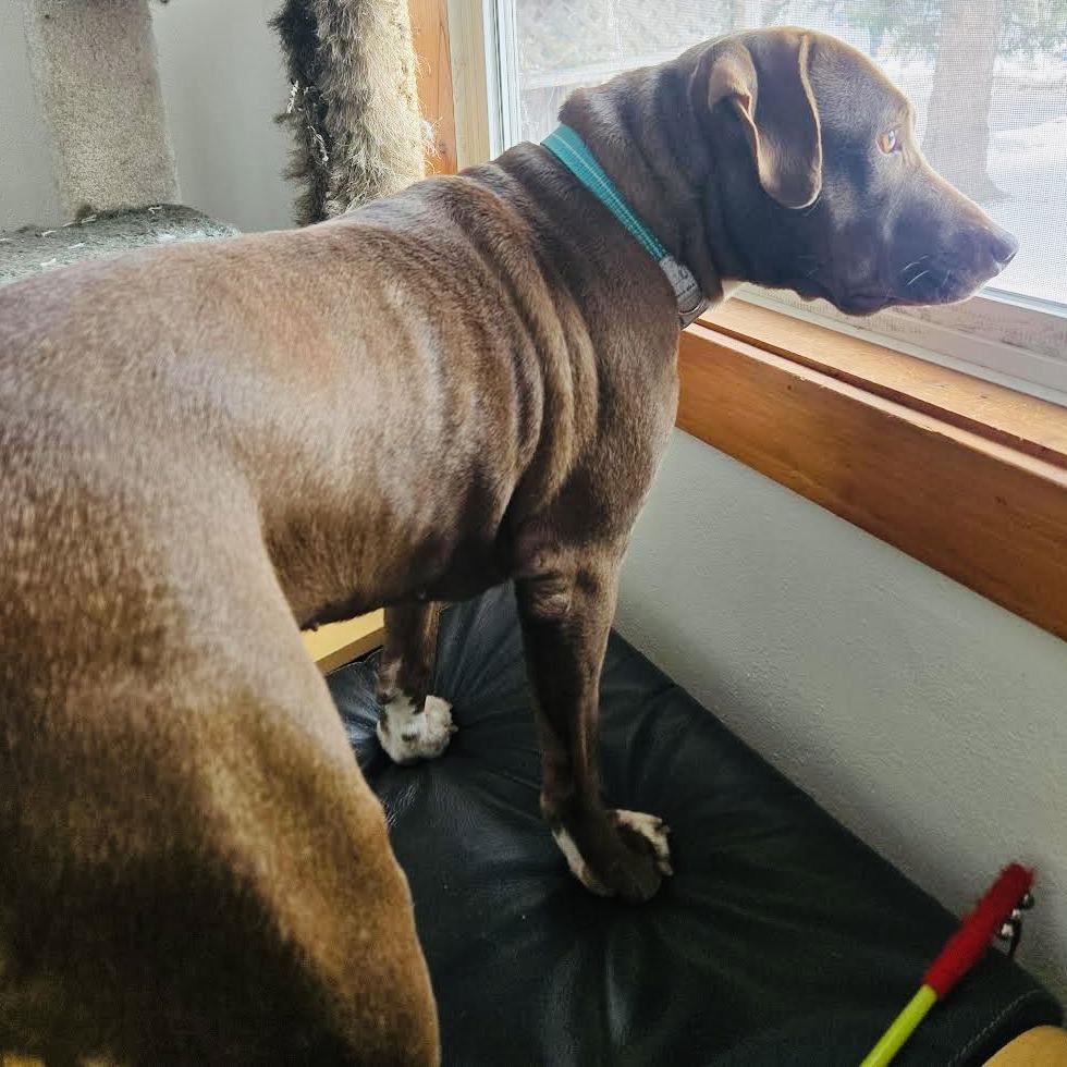 Enlarge Maris D10268, a Adoptable mixed breed in Princeton, MN image 5/6