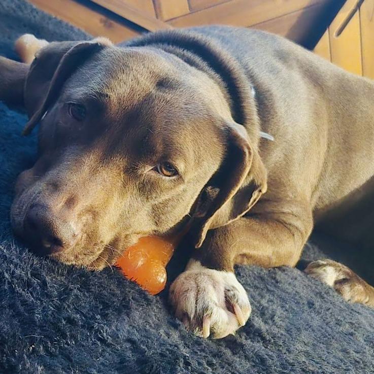 Enlarge Maris D10268, a Adoptable mixed breed in Princeton, MN image 6/6