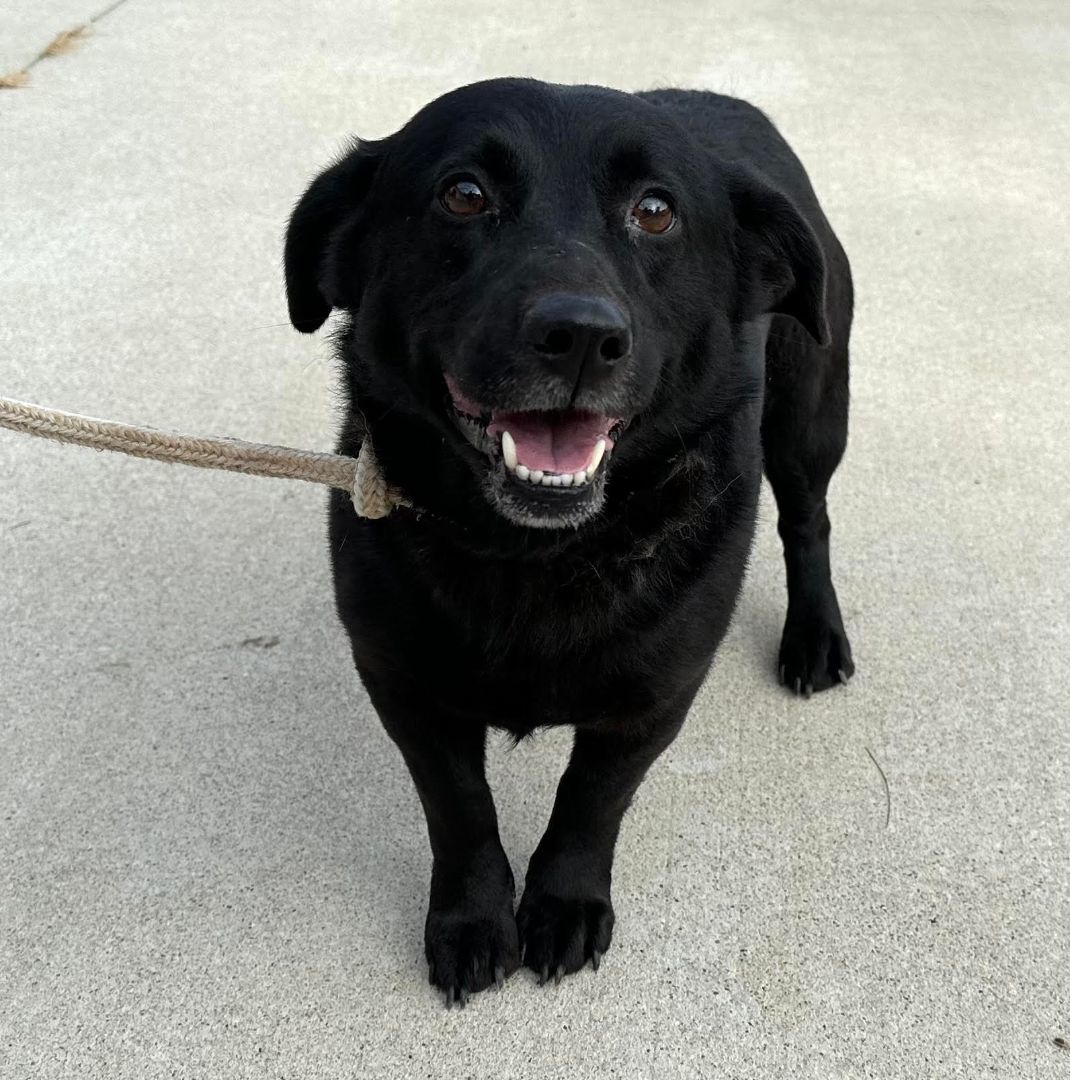Enlarge Wolverine, a Adopted mixed breed in Paducah, KY image 1/1