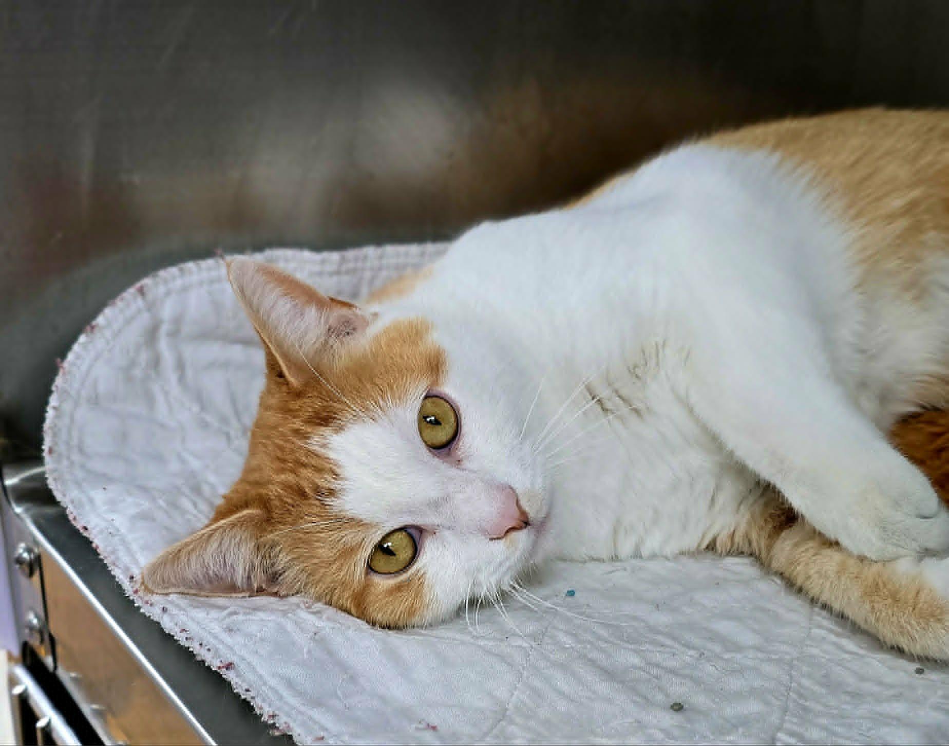 Enlarge Jimmy, a Adopted Domestic Short Hair in New Castle, PA image 2/5