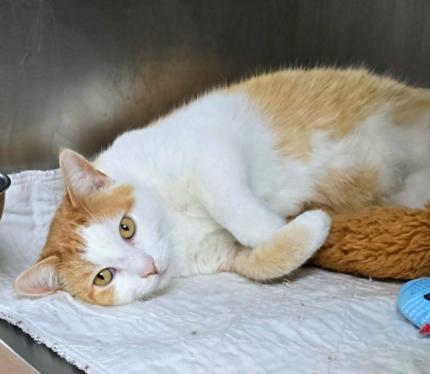 Enlarge Jimmy, a Adopted Domestic Short Hair in New Castle, PA image 5/5