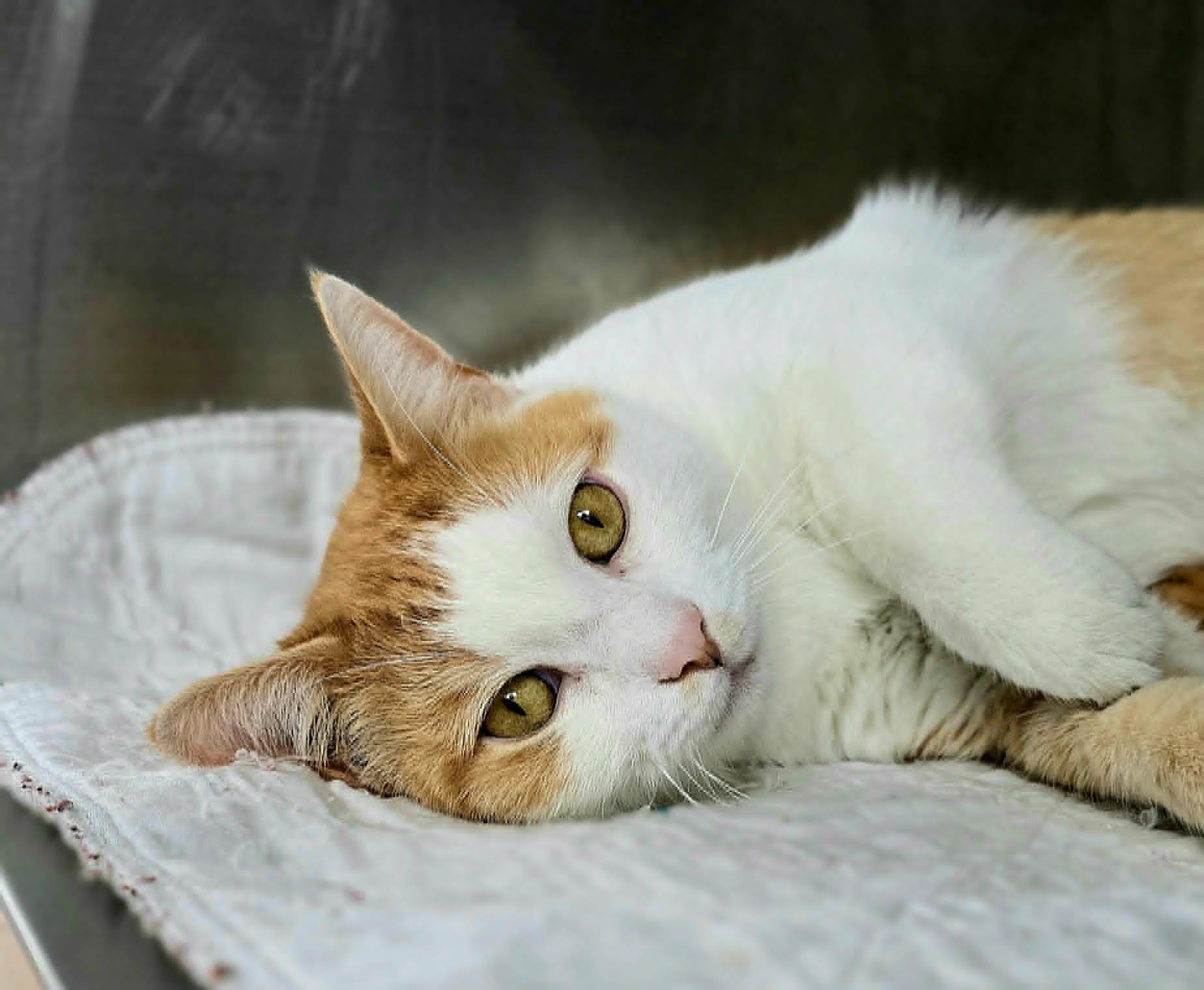 Enlarge Jimmy, a Adopted Domestic Short Hair in New Castle, PA image 3/5