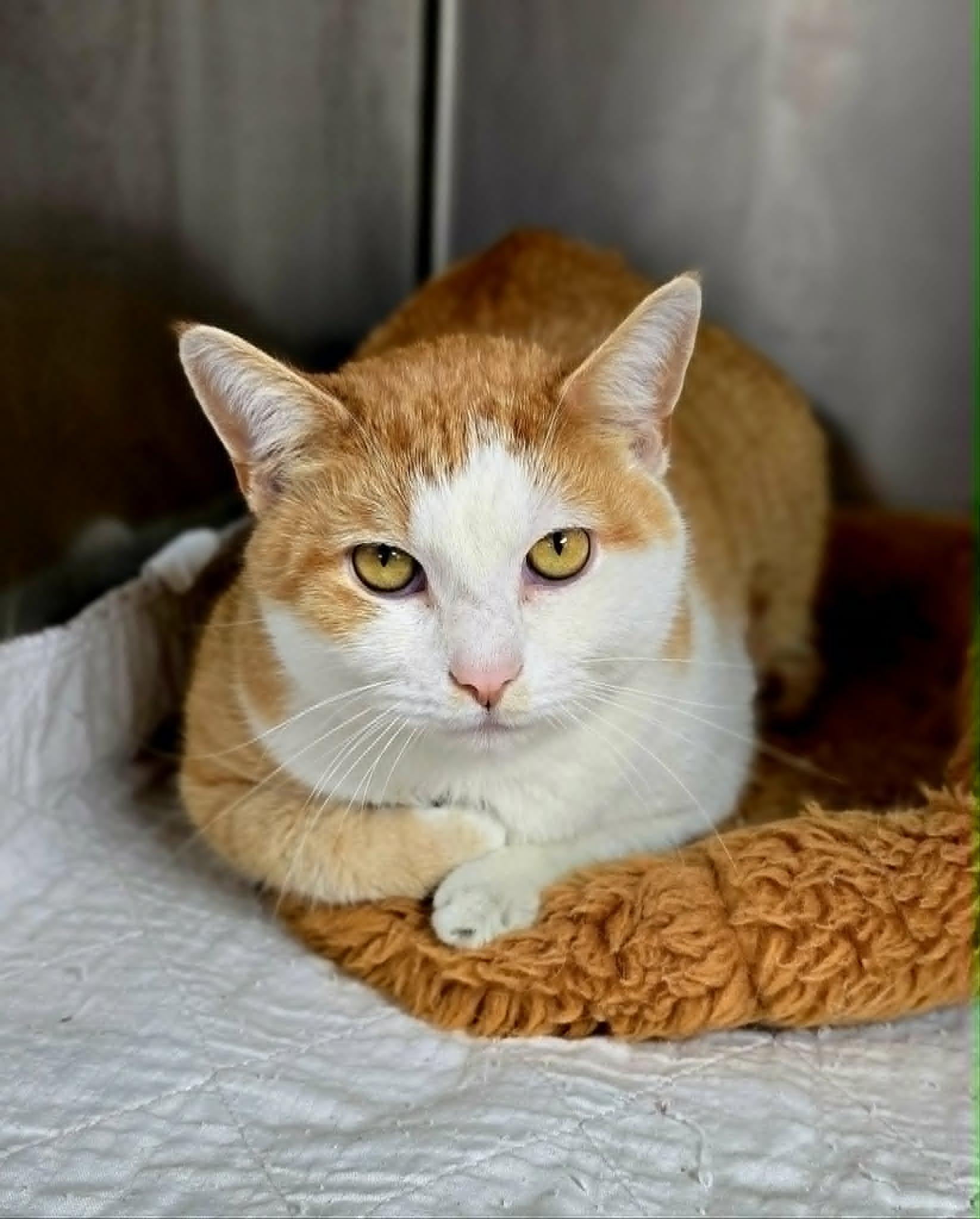 Enlarge Jimmy, a Adopted Domestic Short Hair in New Castle, PA image 4/5