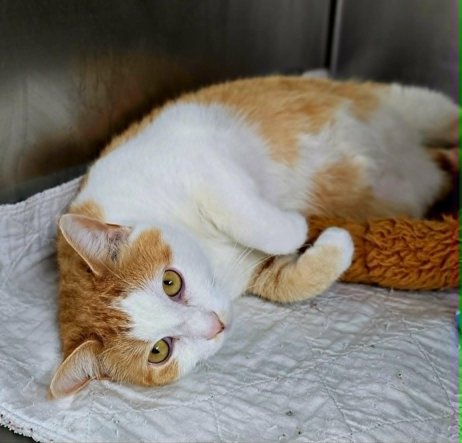 Jimmy, Adopted, Adult Male Domestic Short Hair.