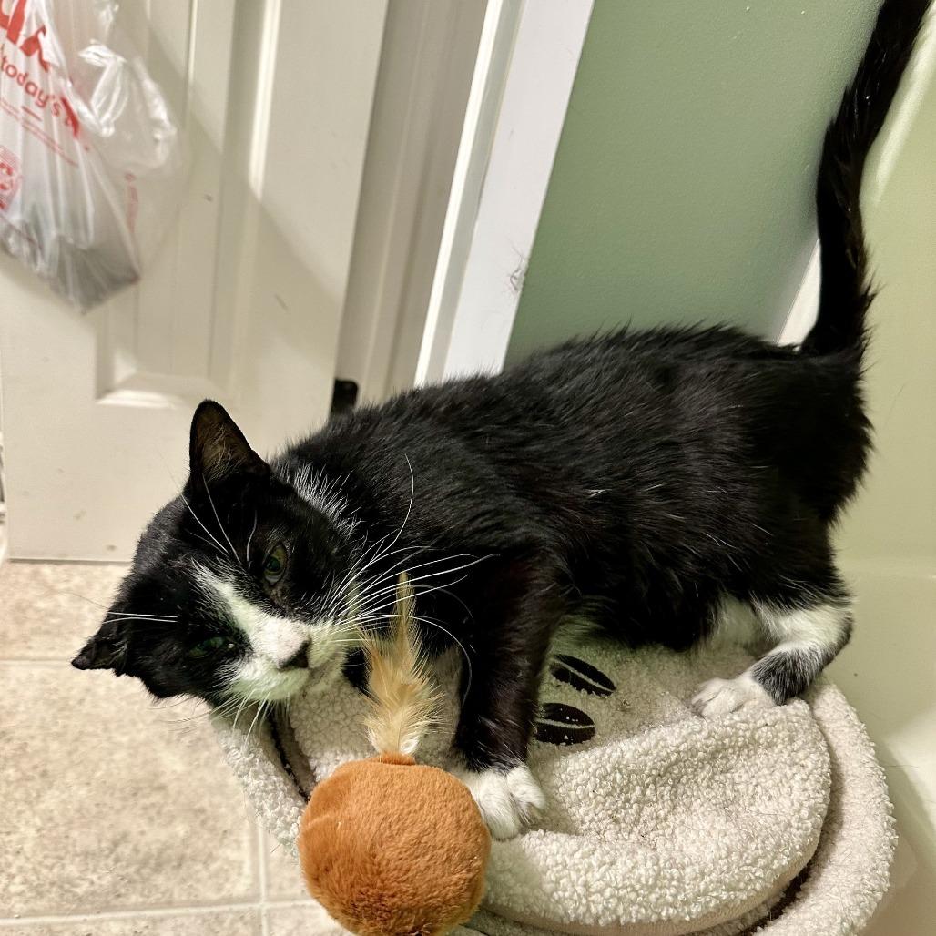 Enlarge Bandit - IN FOSTER, a Adoptable Domestic Short Hair in Birdsboro, PA image 2/6