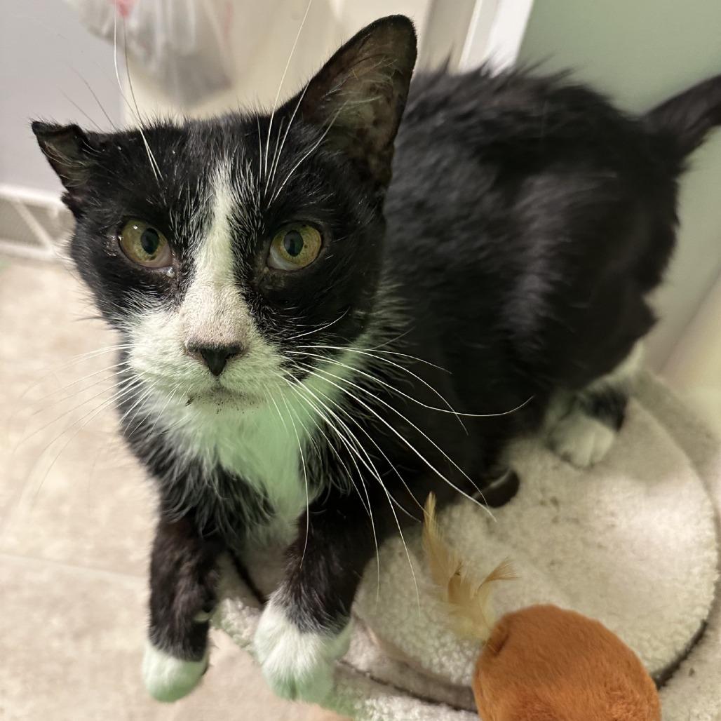 Enlarge Bandit - IN FOSTER, a Adoptable Domestic Short Hair in Birdsboro, PA image 3/6