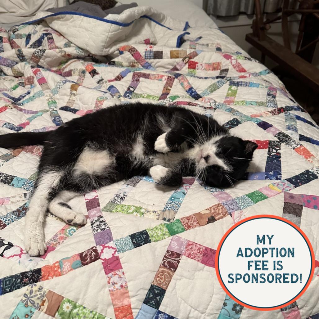 Enlarge Bandit, a Adoptable Domestic Short Hair in Birdsboro, PA image 4/6