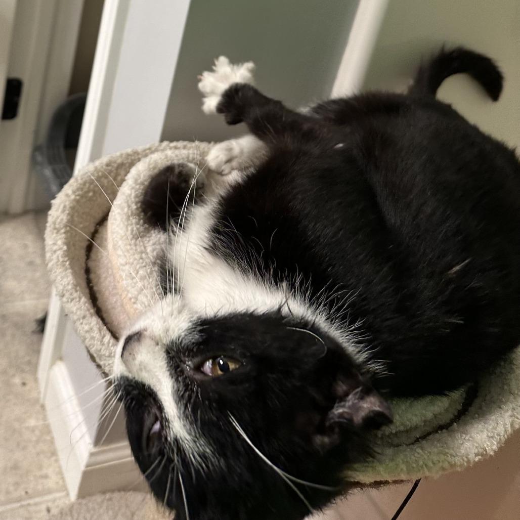 Enlarge Bandit - IN FOSTER, a Adoptable Domestic Short Hair in Birdsboro, PA image 4/6