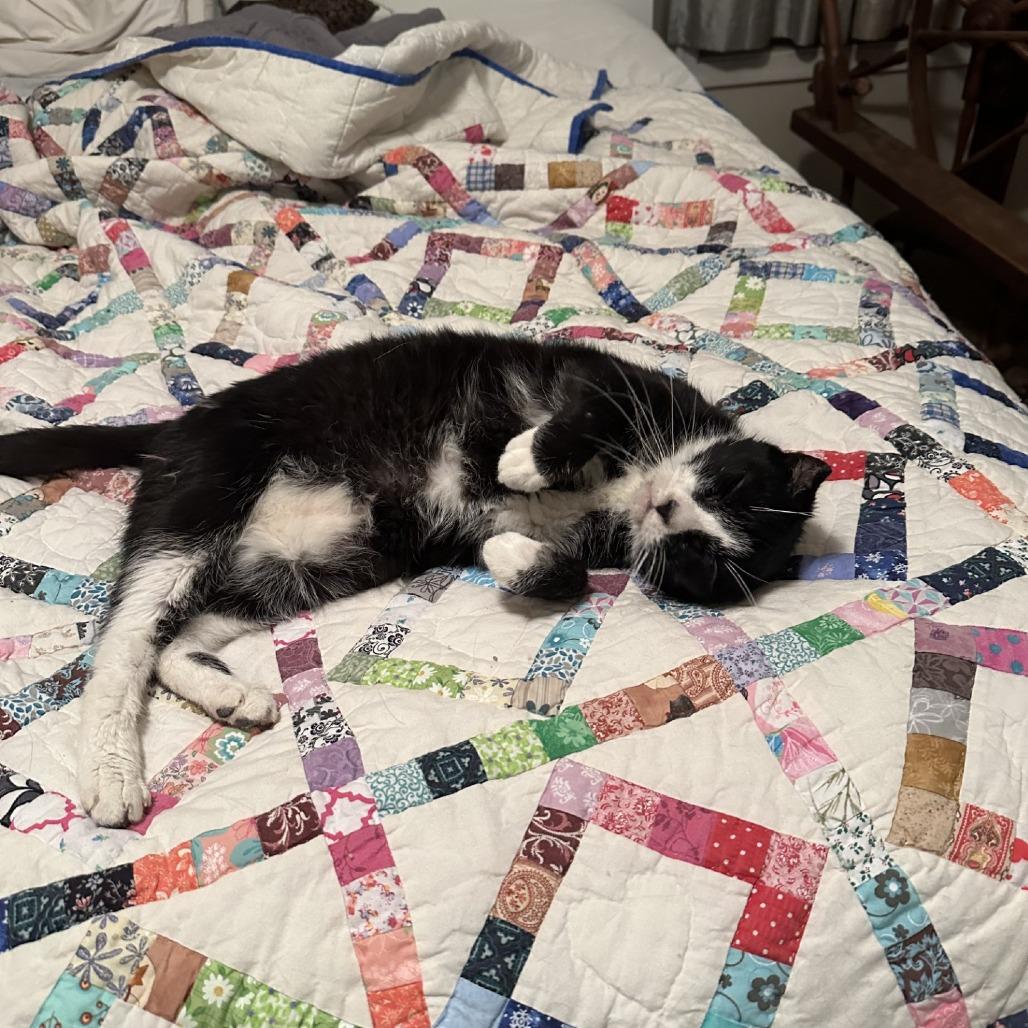 Enlarge Bandit - IN FOSTER, a Adoptable Domestic Short Hair in Birdsboro, PA image 5/6