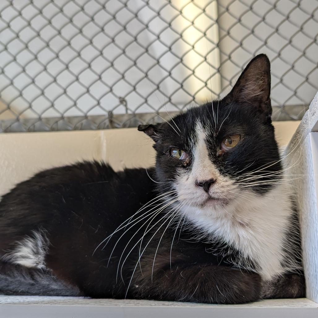 Enlarge Bandit - IN FOSTER, a Adoptable Domestic Short Hair in Birdsboro, PA image 6/6