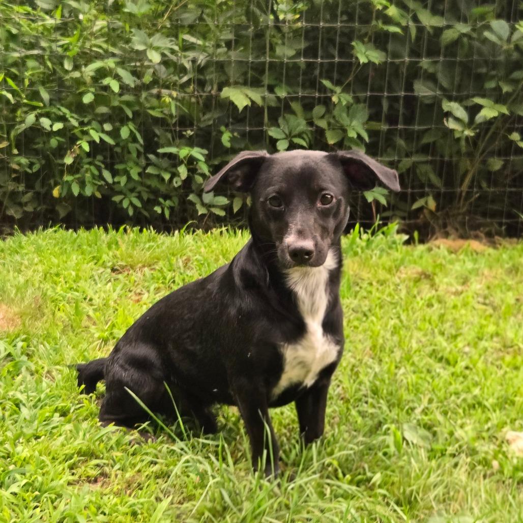 CT Monkey Monkey 22lbs!, Adoptable, Adult Male Jack Russell Terrier & Mixed Breed.