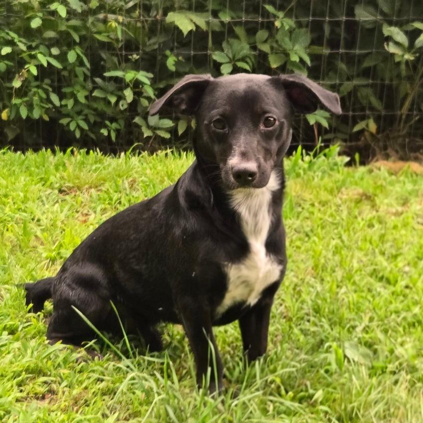 Enlarge CT Monkey Monkey 22lbs!, a Adoptable mixed breed in Stormville, NY image 3/3