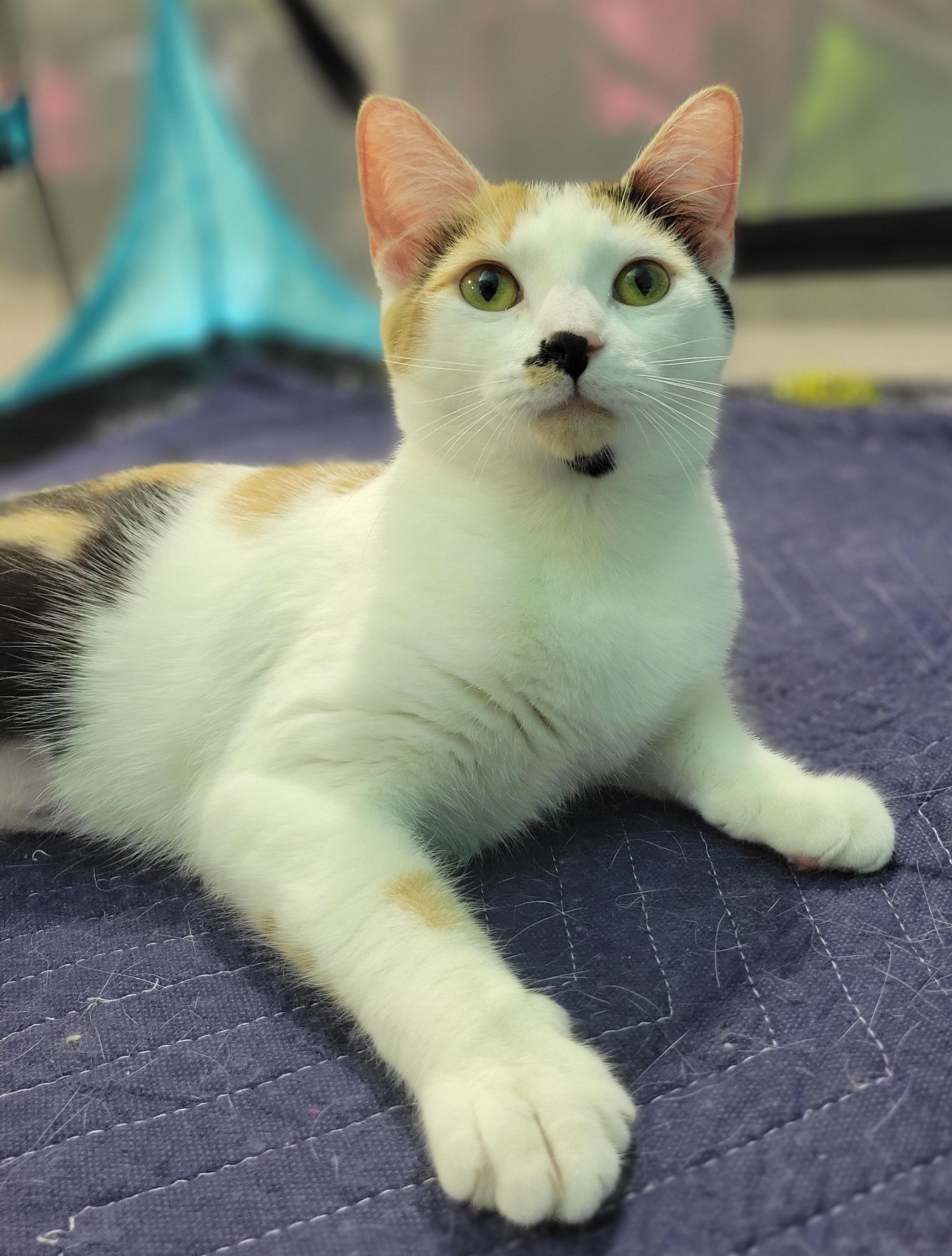 Seney, a Adoptable Calico in Swartz Creek, MI image 5/6