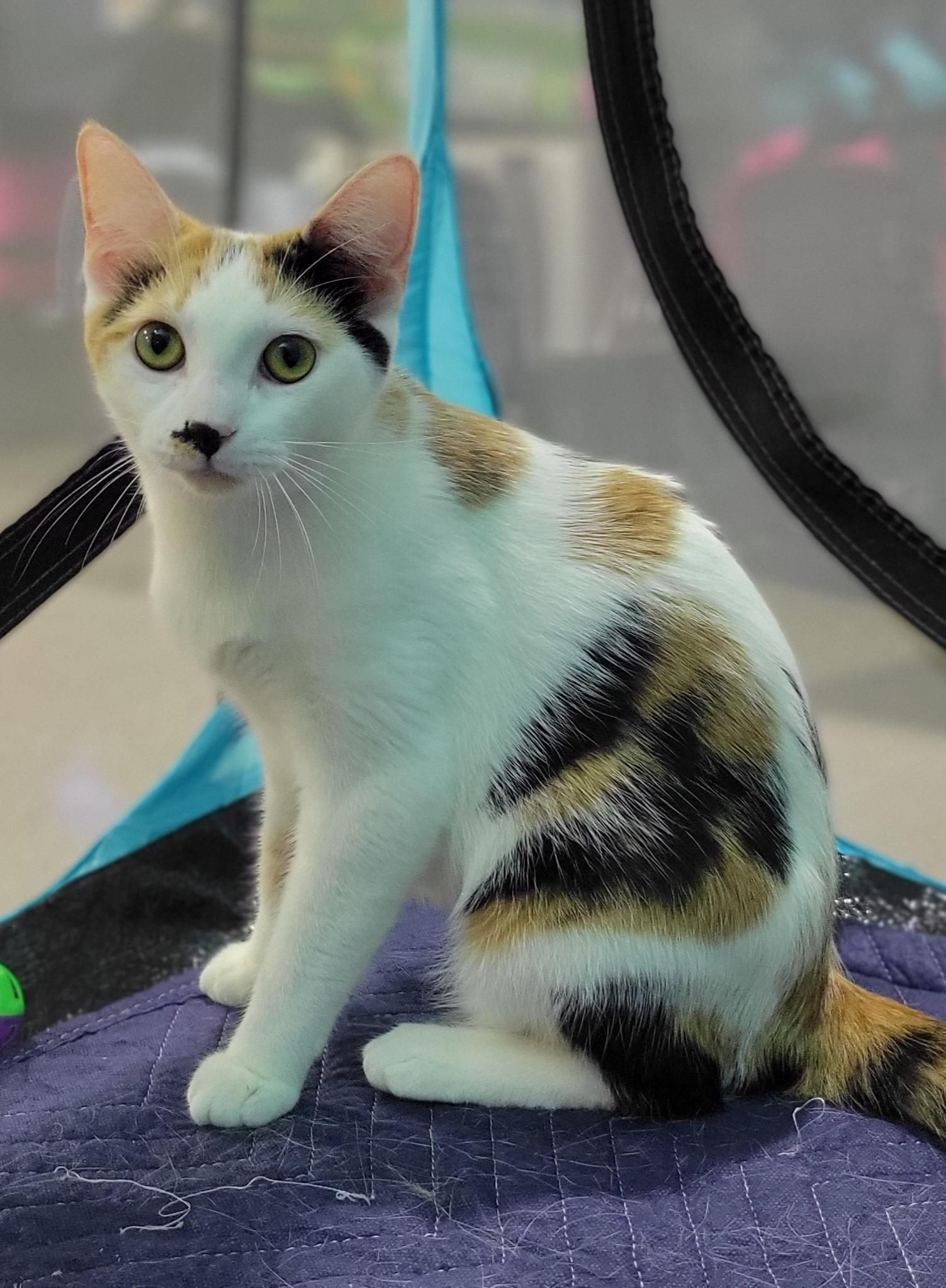 Seney, a Adoptable Calico in Swartz Creek, MI image 6/6