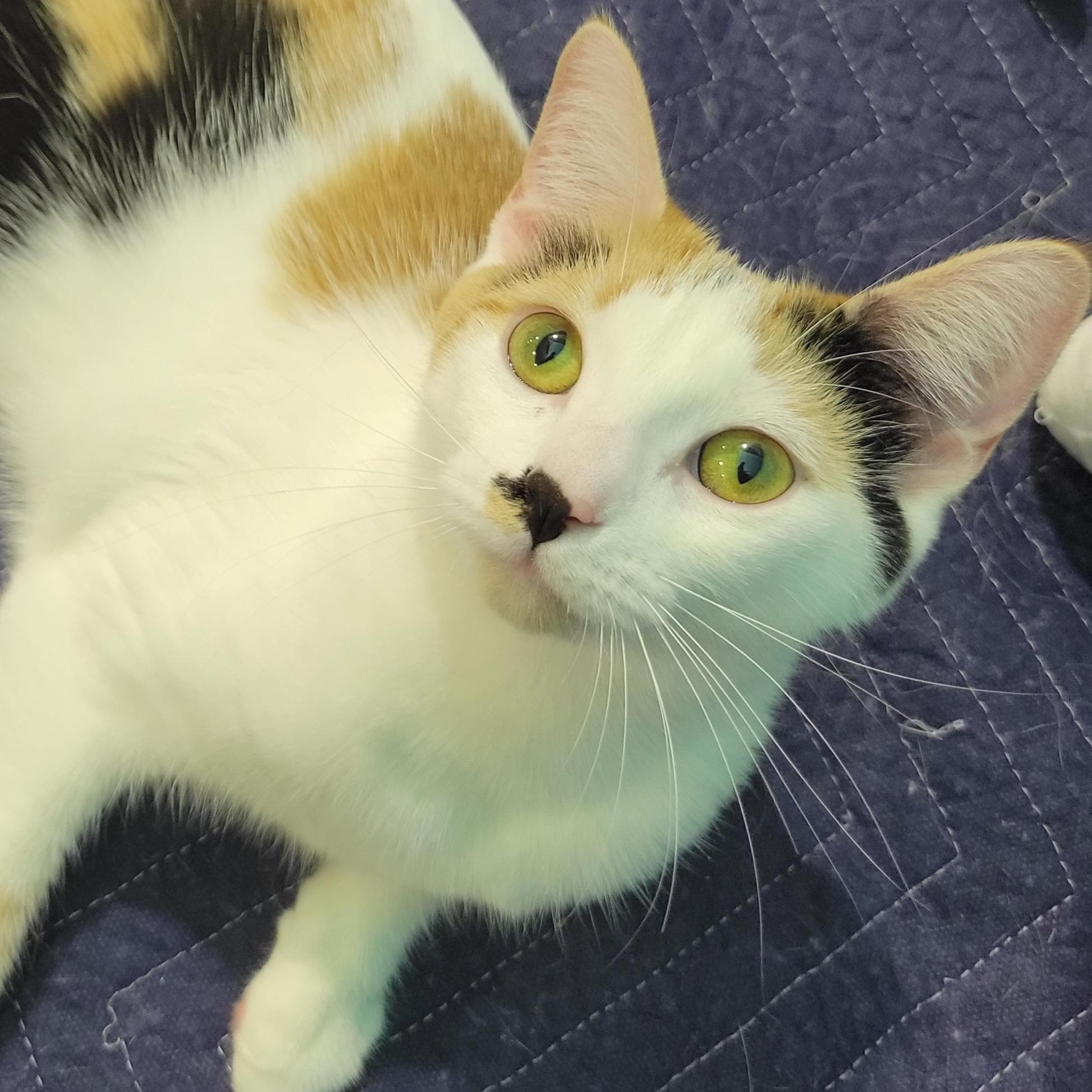 Seney, a Adoptable Calico in Swartz Creek, MI image 1/6