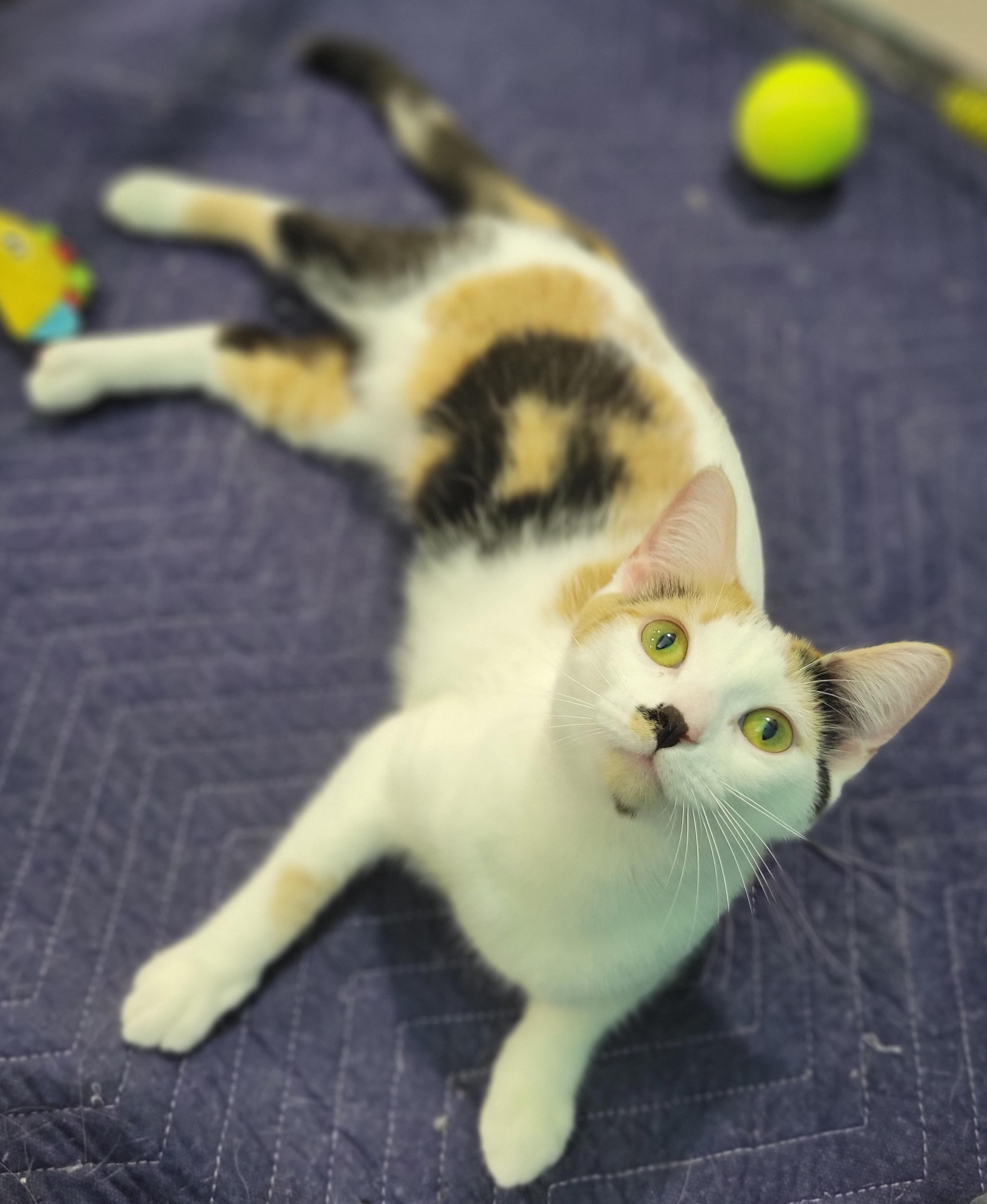 Seney, a Adoptable Calico in Swartz Creek, MI image 2/6