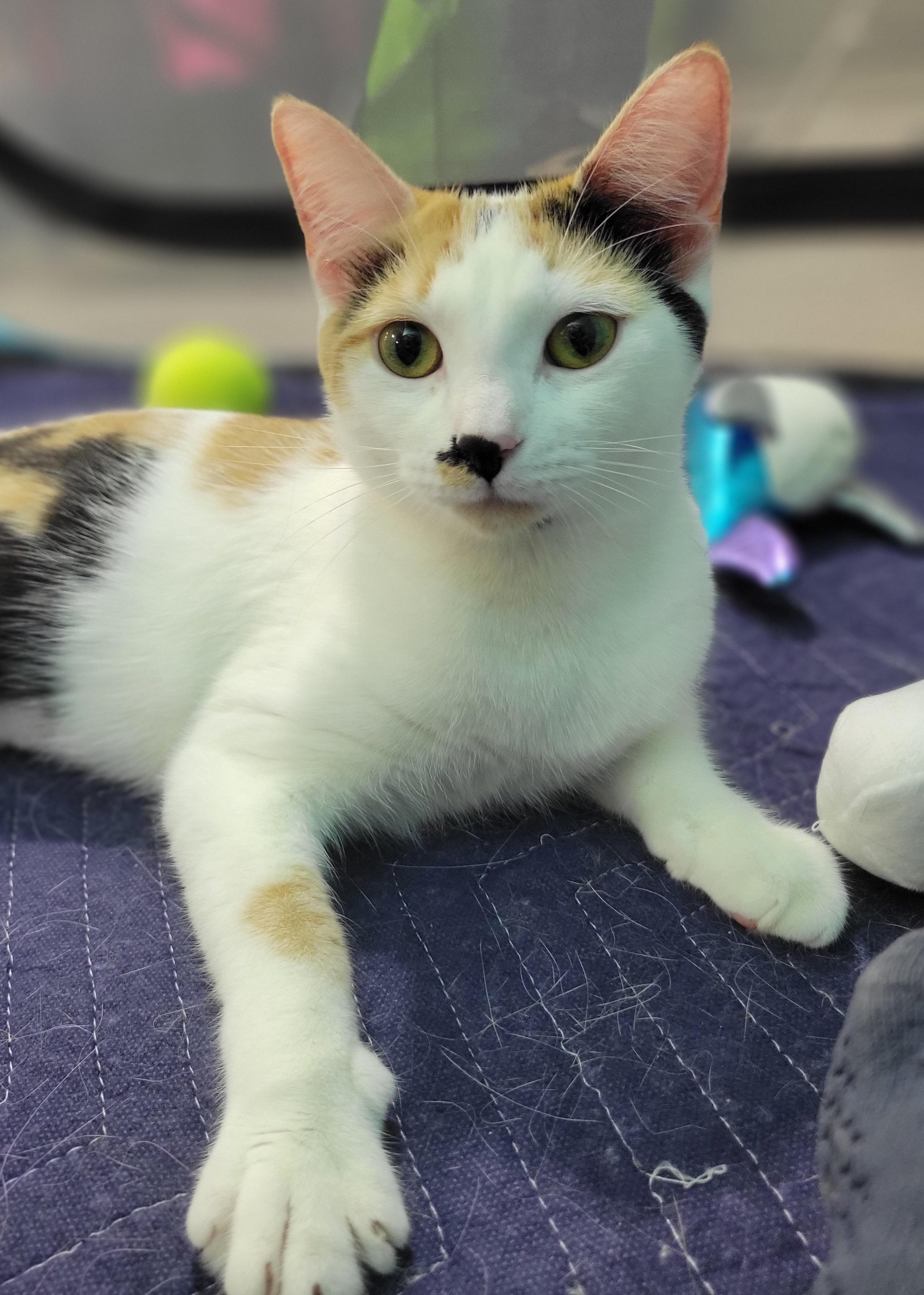 Seney, a Adoptable Calico in Swartz Creek, MI image 4/6