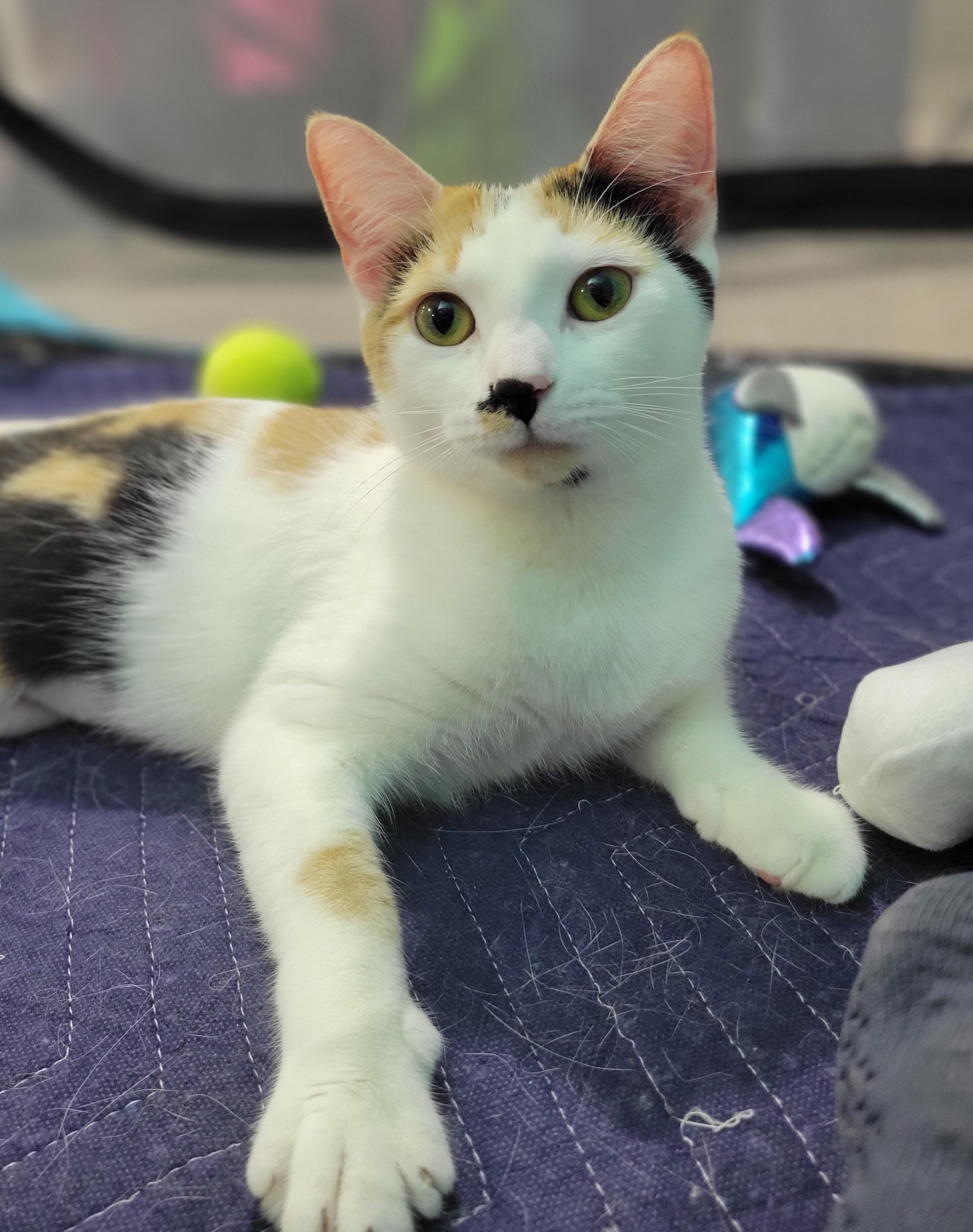 Seney, a Adoptable Calico in Swartz Creek, MI image 3/6