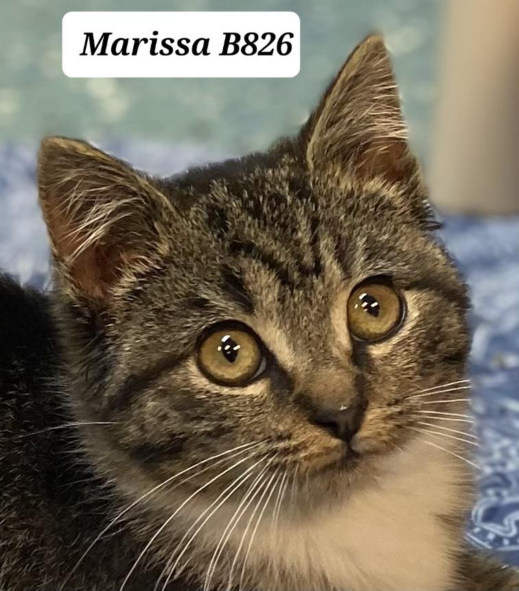 Marissa, ADOPTABLE, Young Female Domestic Short Hair.