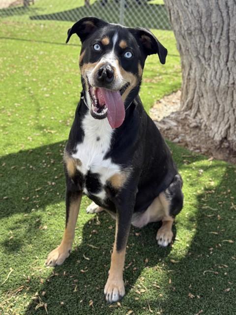 JAVA, Adoptable, Adult Female German Shepherd Dog.