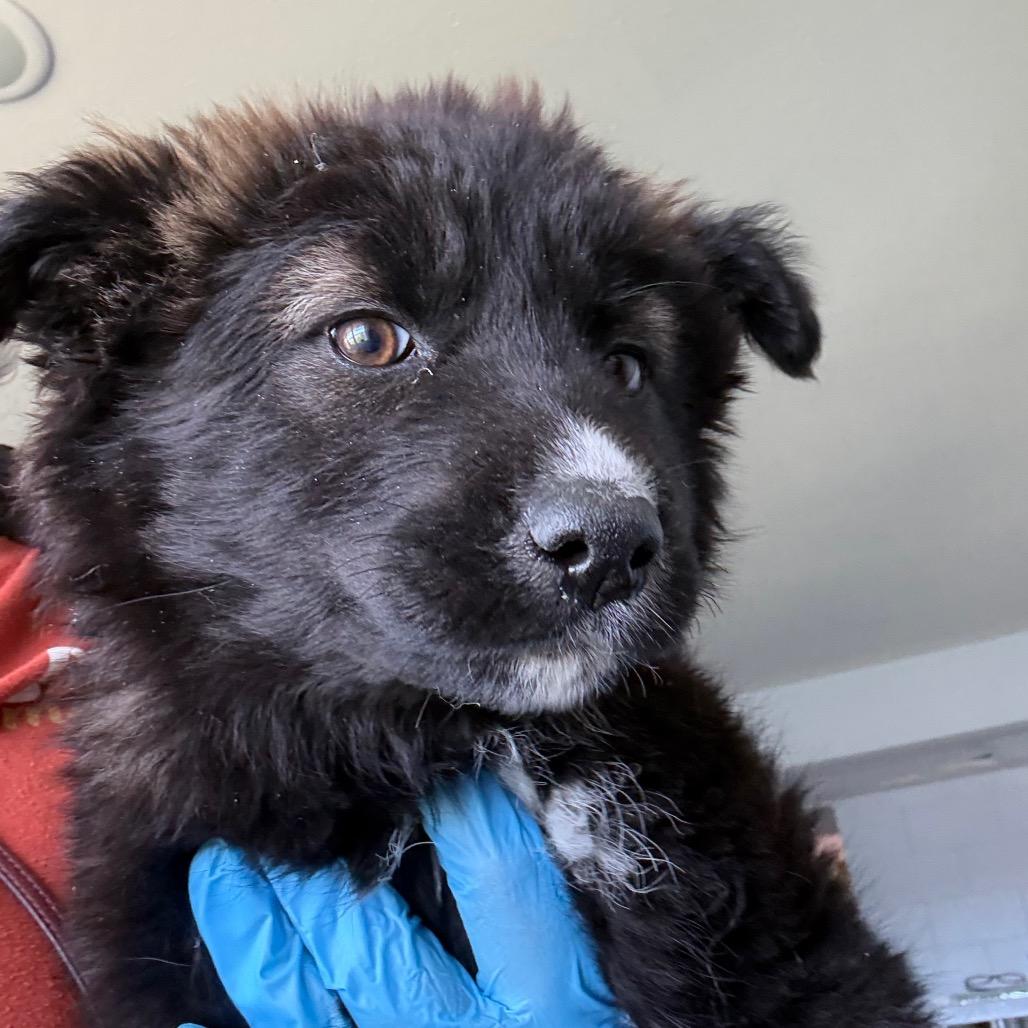 Enlarge Oliver, a ADOPTABLE Husky in Crookston, MN image 2/3