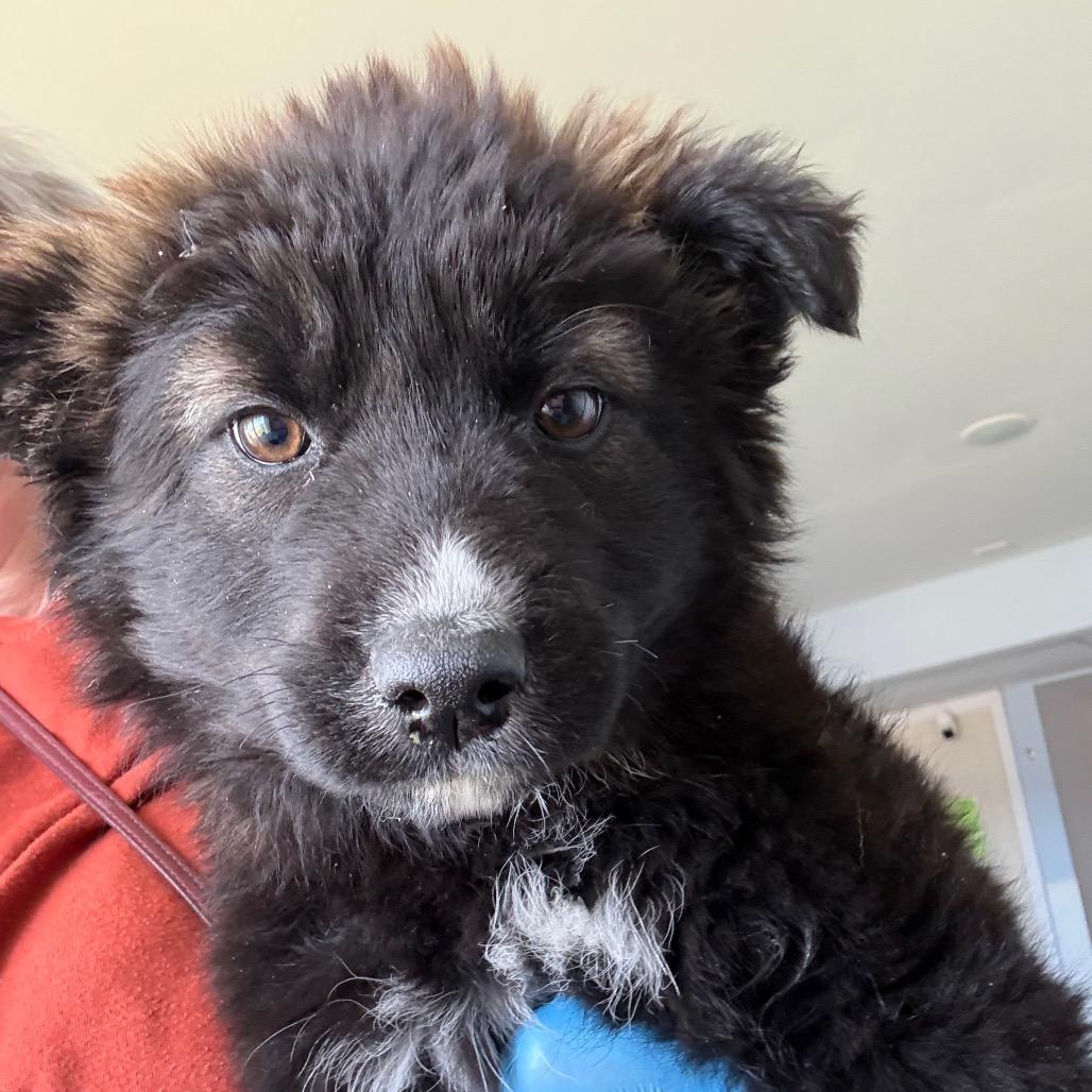 Enlarge Oliver, a ADOPTABLE Husky in Crookston, MN image 1/3