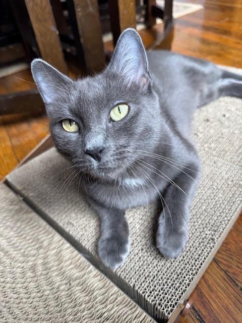 Amethyst (meet me in foster care!), Adoptable, Young Female Domestic Short Hair.