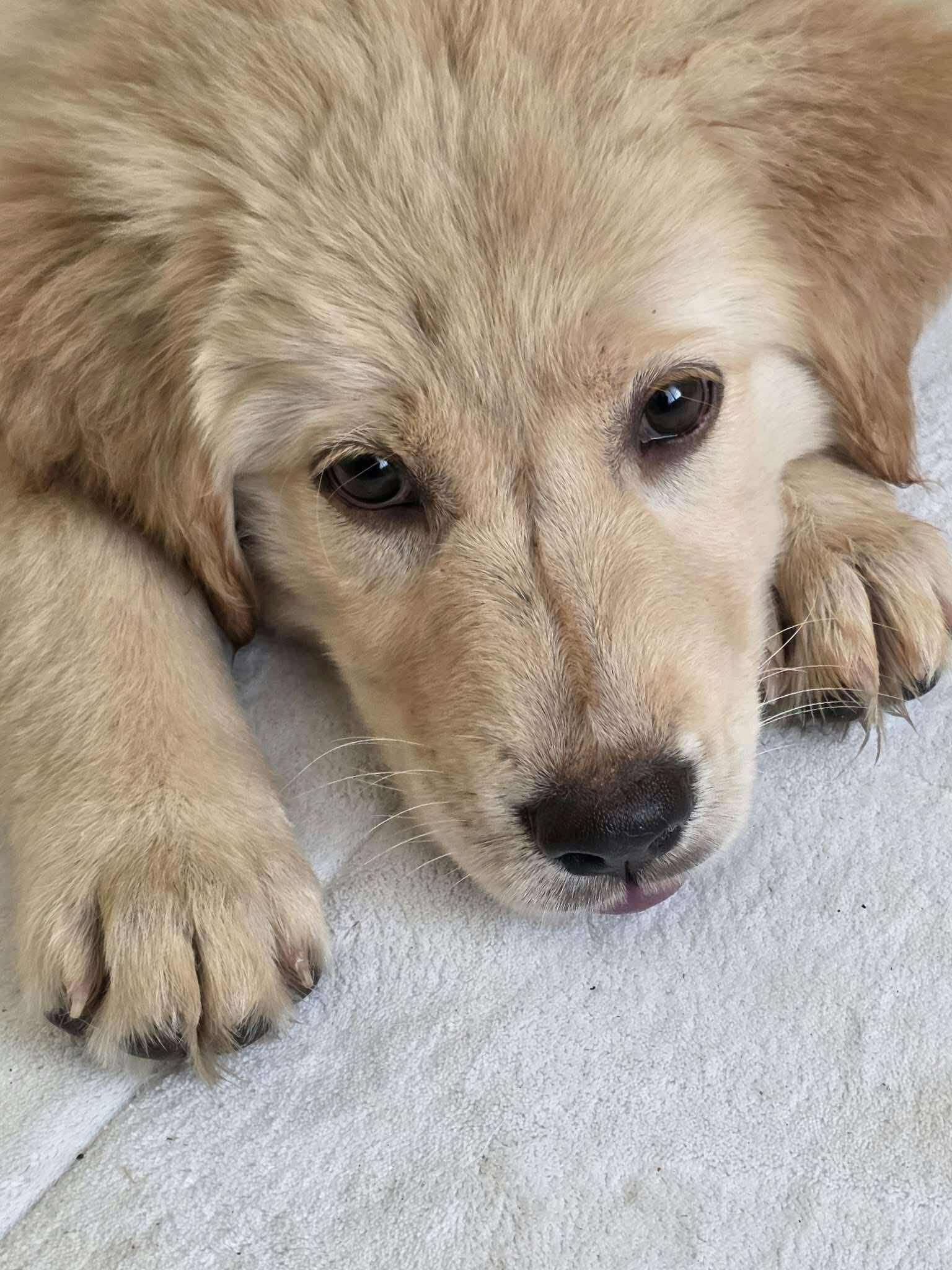 Enlarge Red Riding Hood, a Adoption Pending mixed breed in Tulsa, OK image 2/6