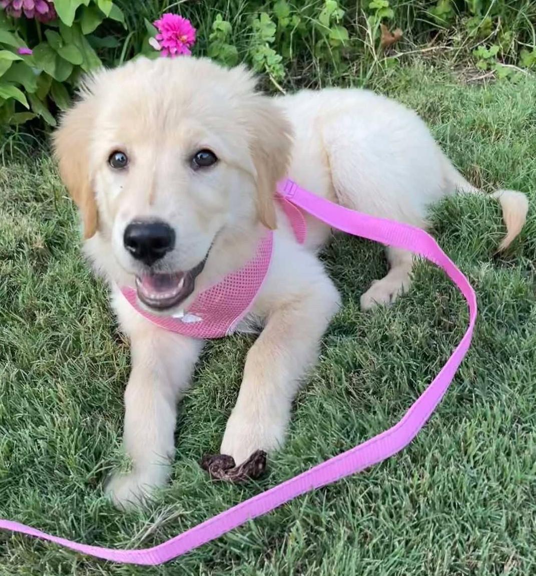 Enlarge Red Riding Hood, a Adoption Pending mixed breed in Tulsa, OK image 6/6