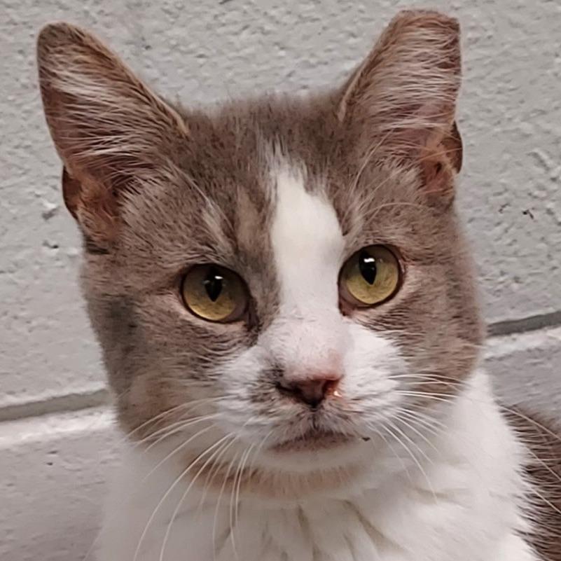 Jalapeno, Adoptable, Adult Male Domestic Short Hair.