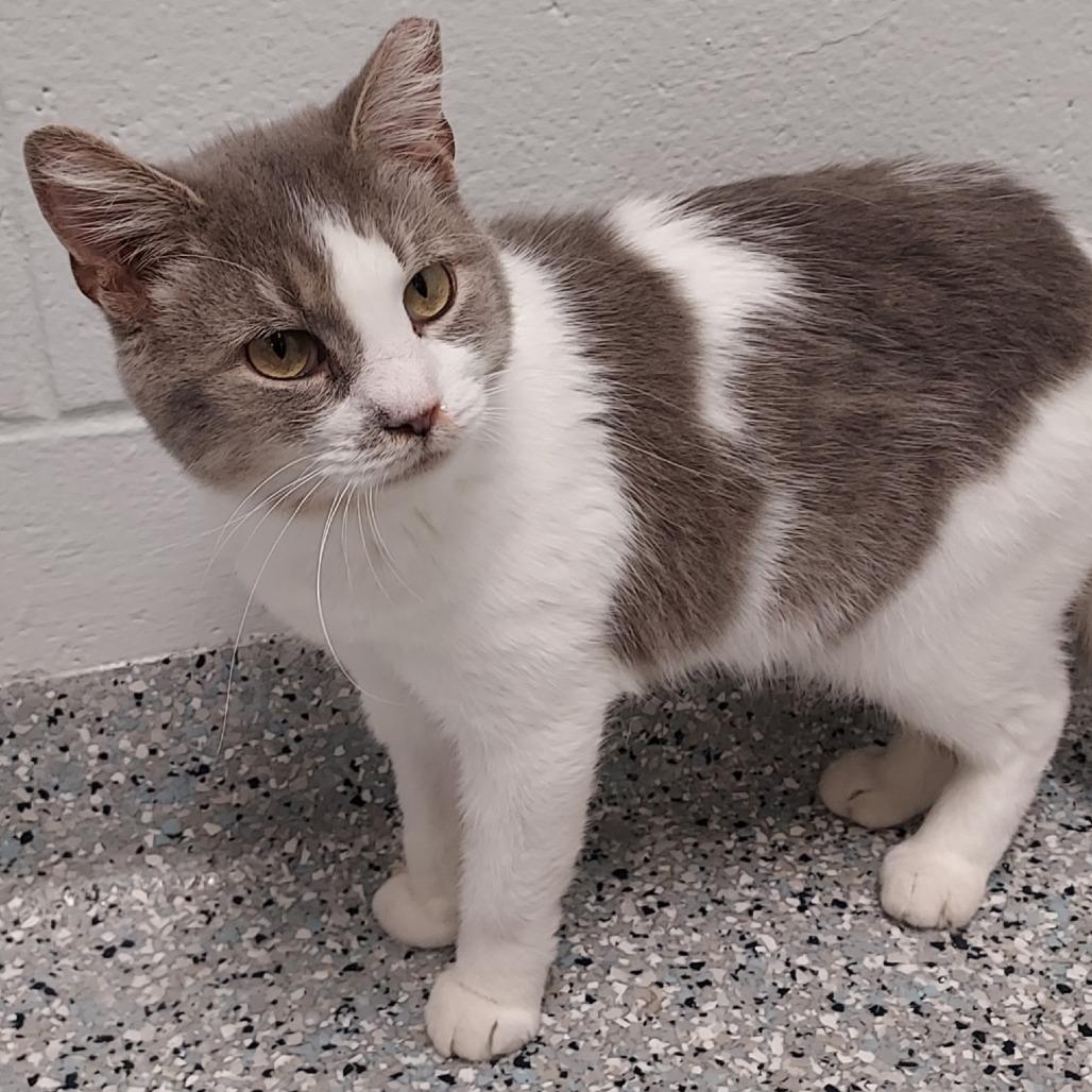 Enlarge Jalapeno, a Adoptable Domestic Short Hair in Dayton, OH image 2/2