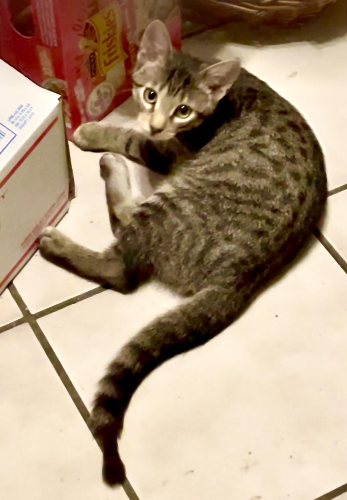 Arvee, Adoptable, Kitten Male Domestic Short Hair & Bengal.