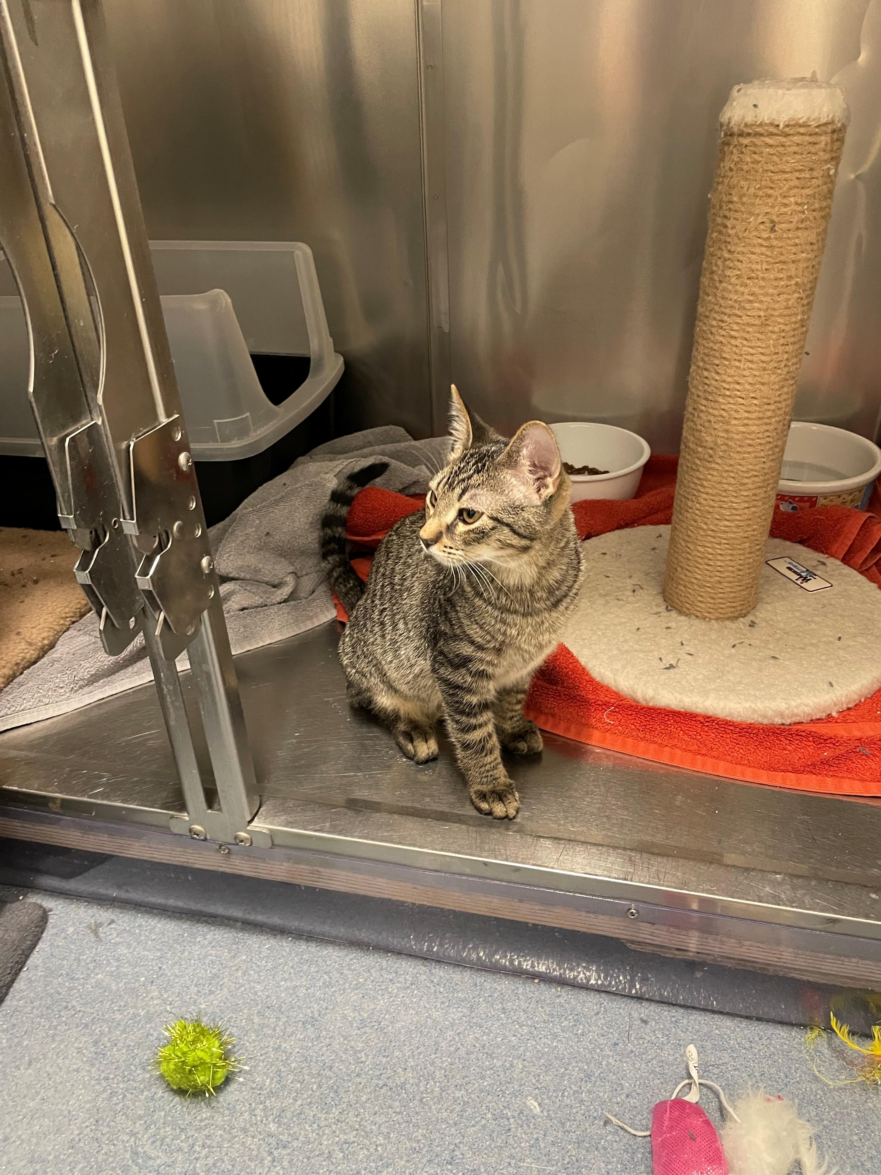 Enlarge Flash Tag 961, an adopted Domestic Short Hair in Central Islip, NY image 1/1