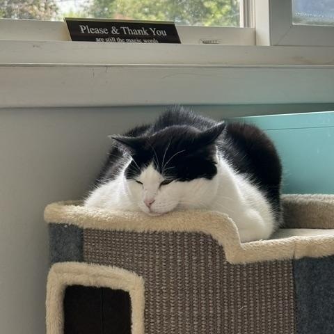 Mia, Adoptable, Adult Female Domestic Short Hair.