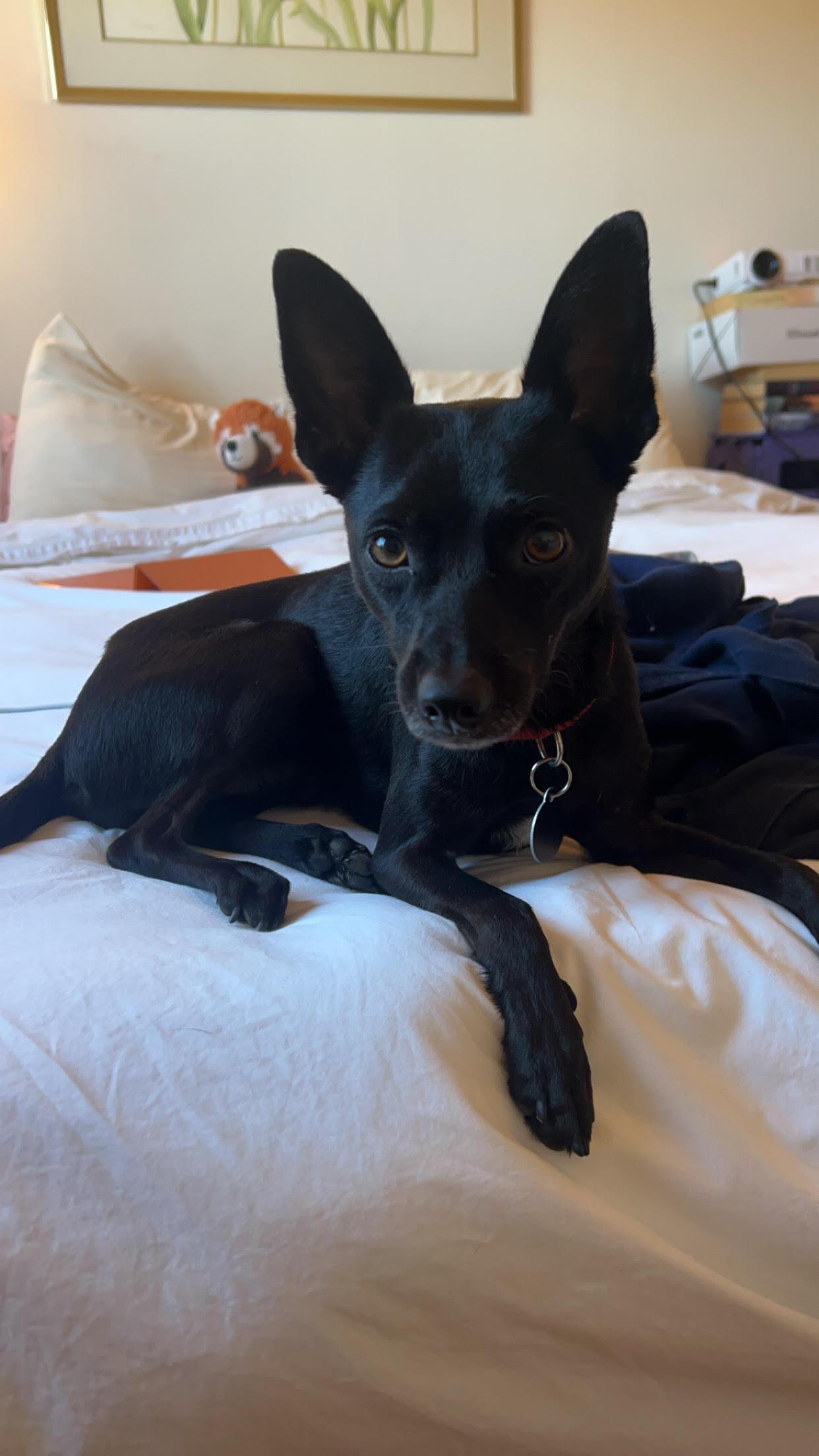 Enlarge Chester, a Adoptable mixed breed in Brooklyn, NY image 1/4