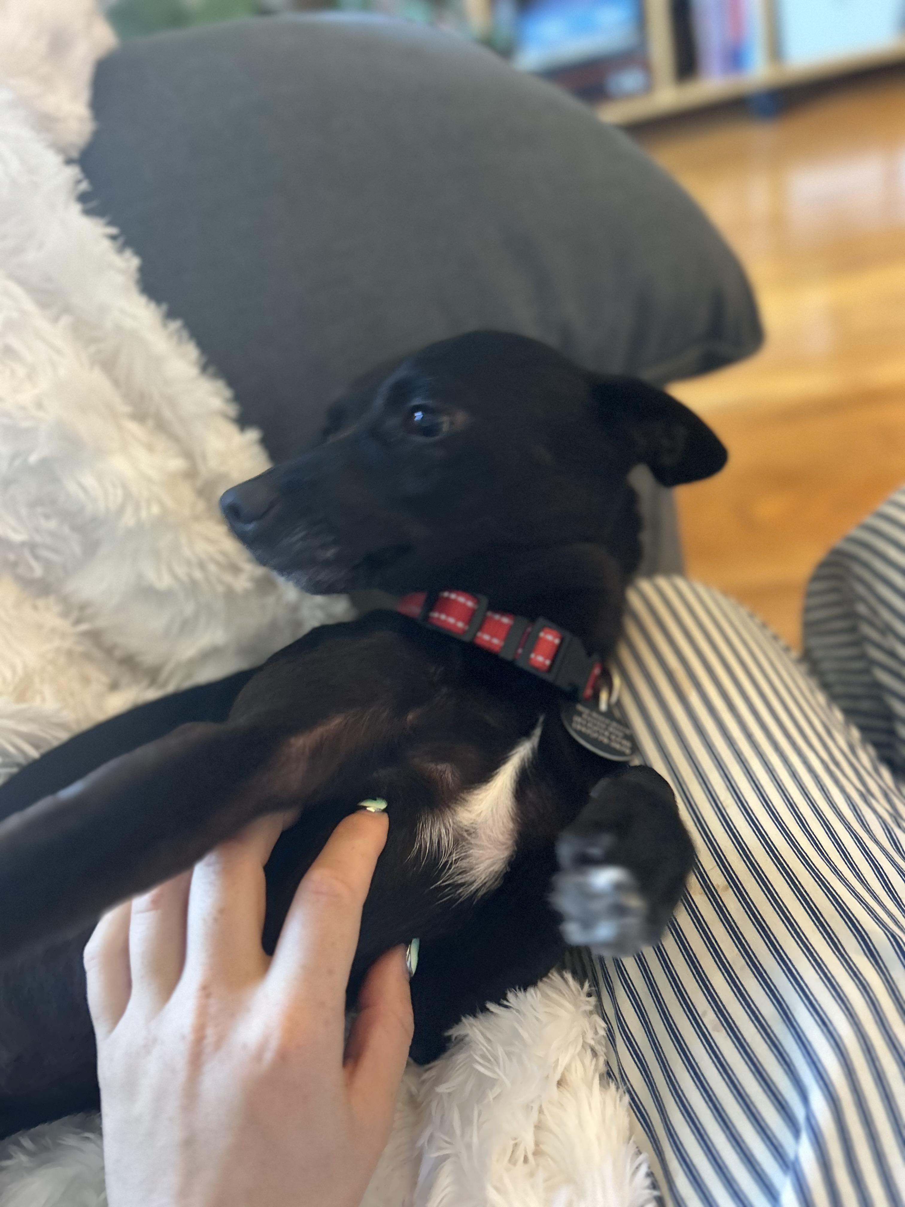 Enlarge Chester, a Adoptable mixed breed in Brooklyn, NY image 2/4