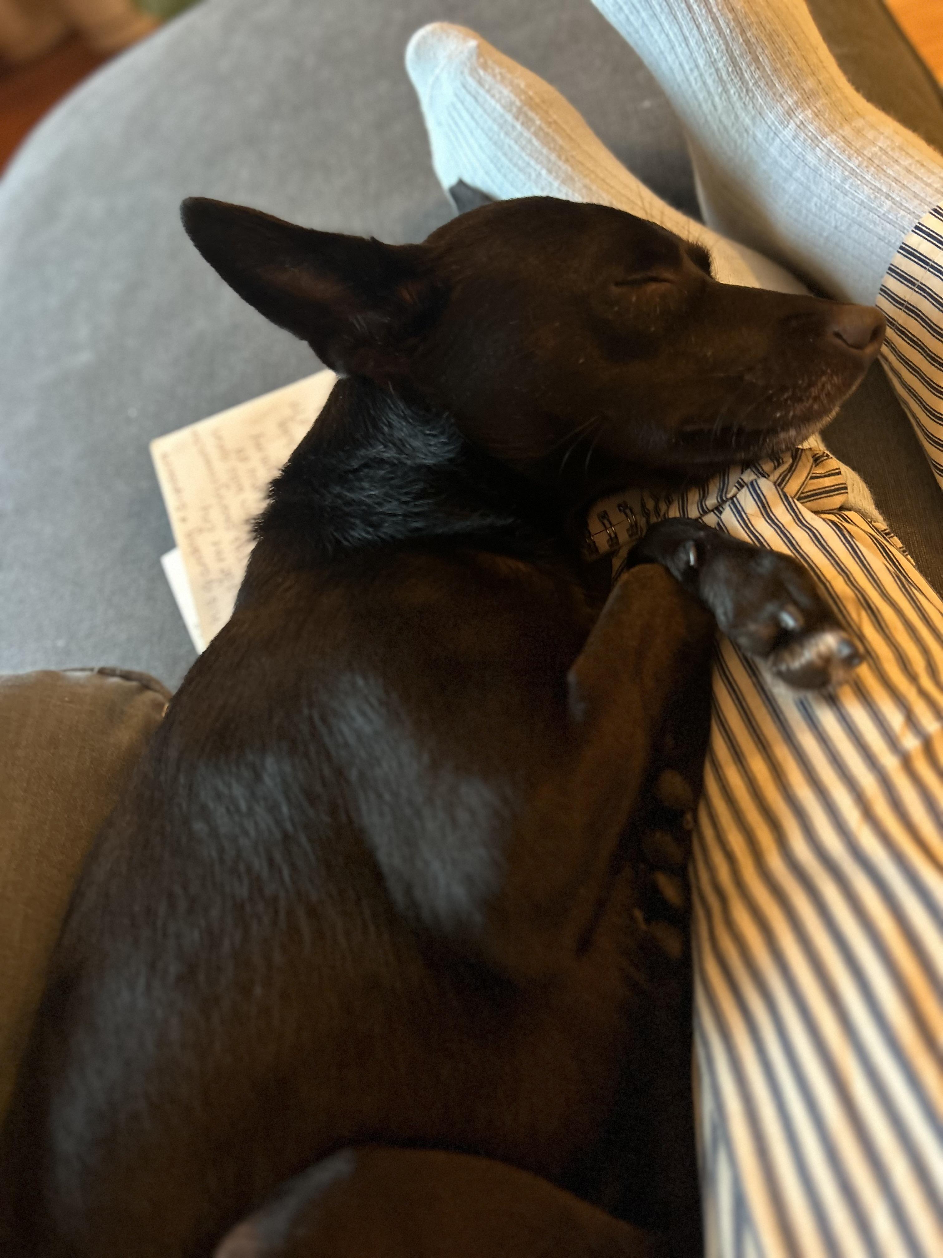 Enlarge Chester, a Adoptable mixed breed in Brooklyn, NY image 3/4